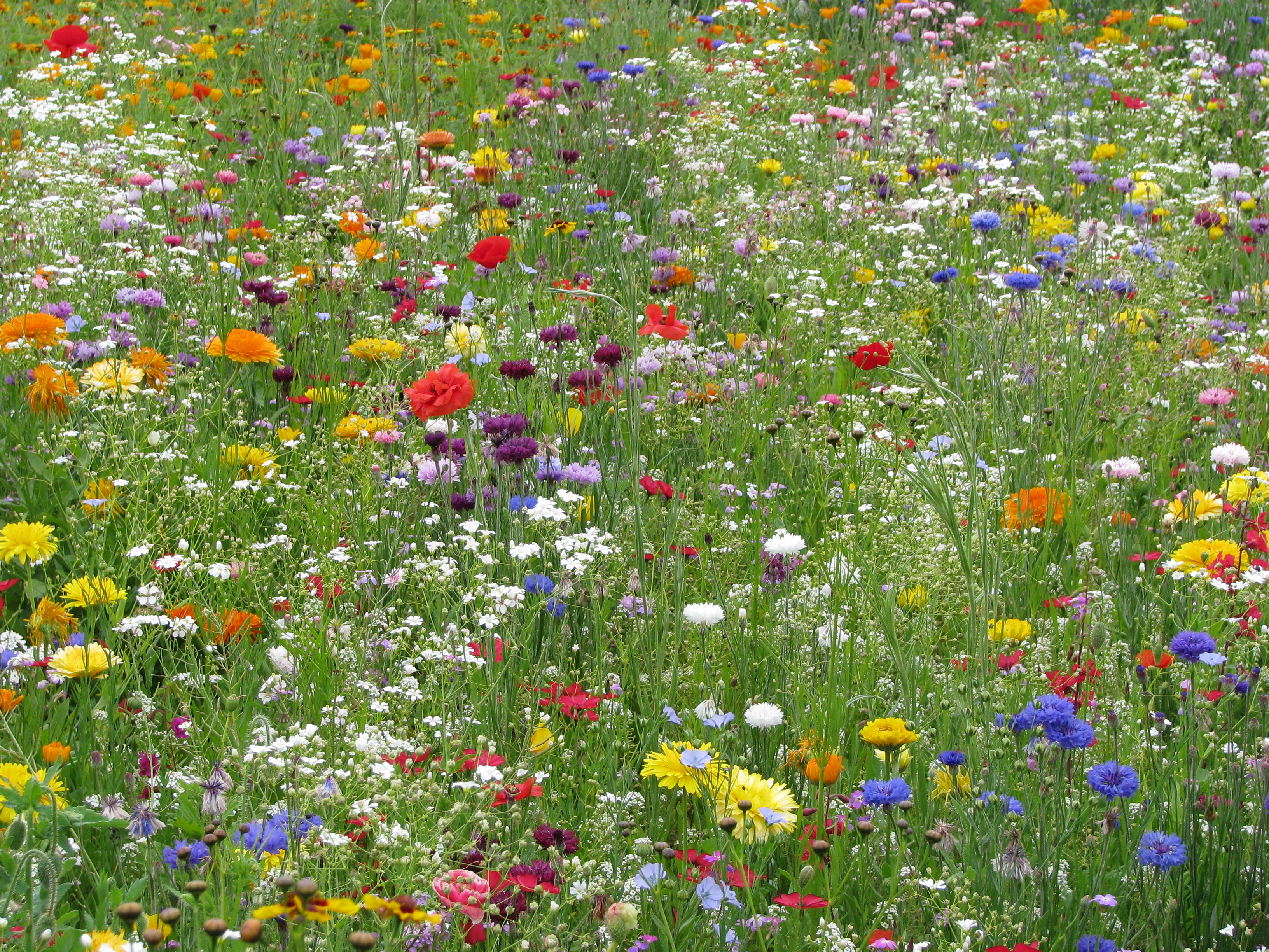 Blumenmischungen Sommermischung Express