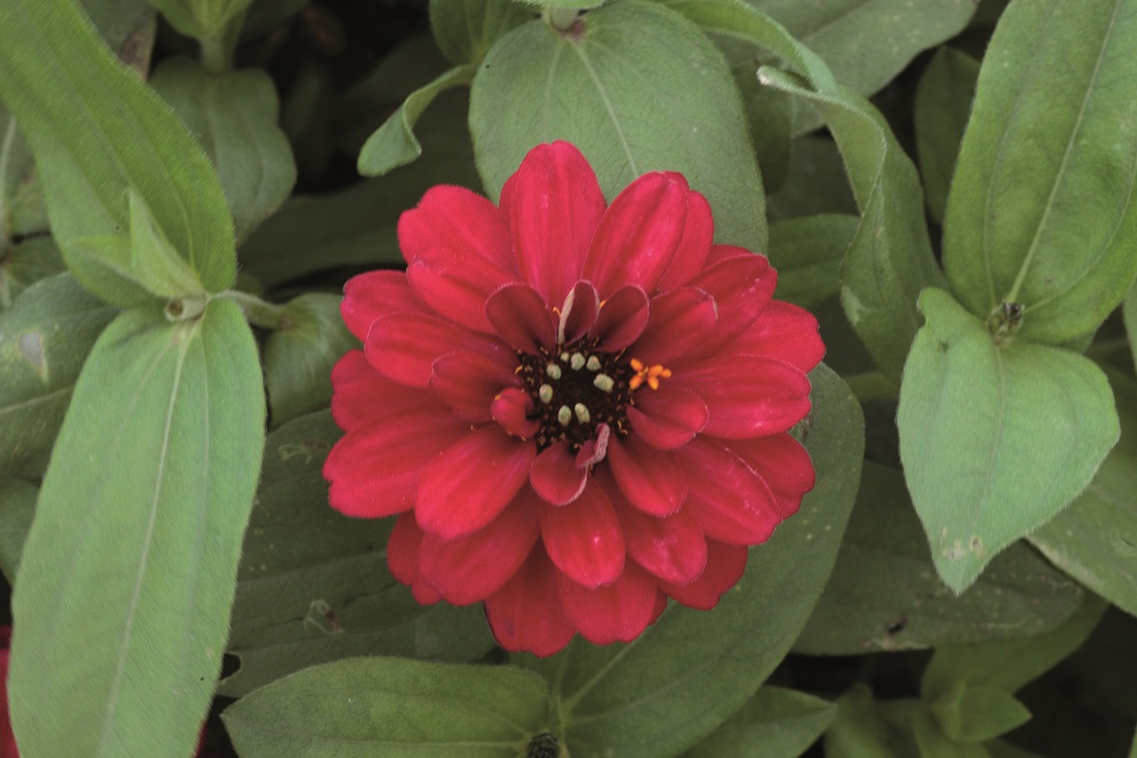 Zinnia angustifolia F1 Profusion Double Hot Cherry