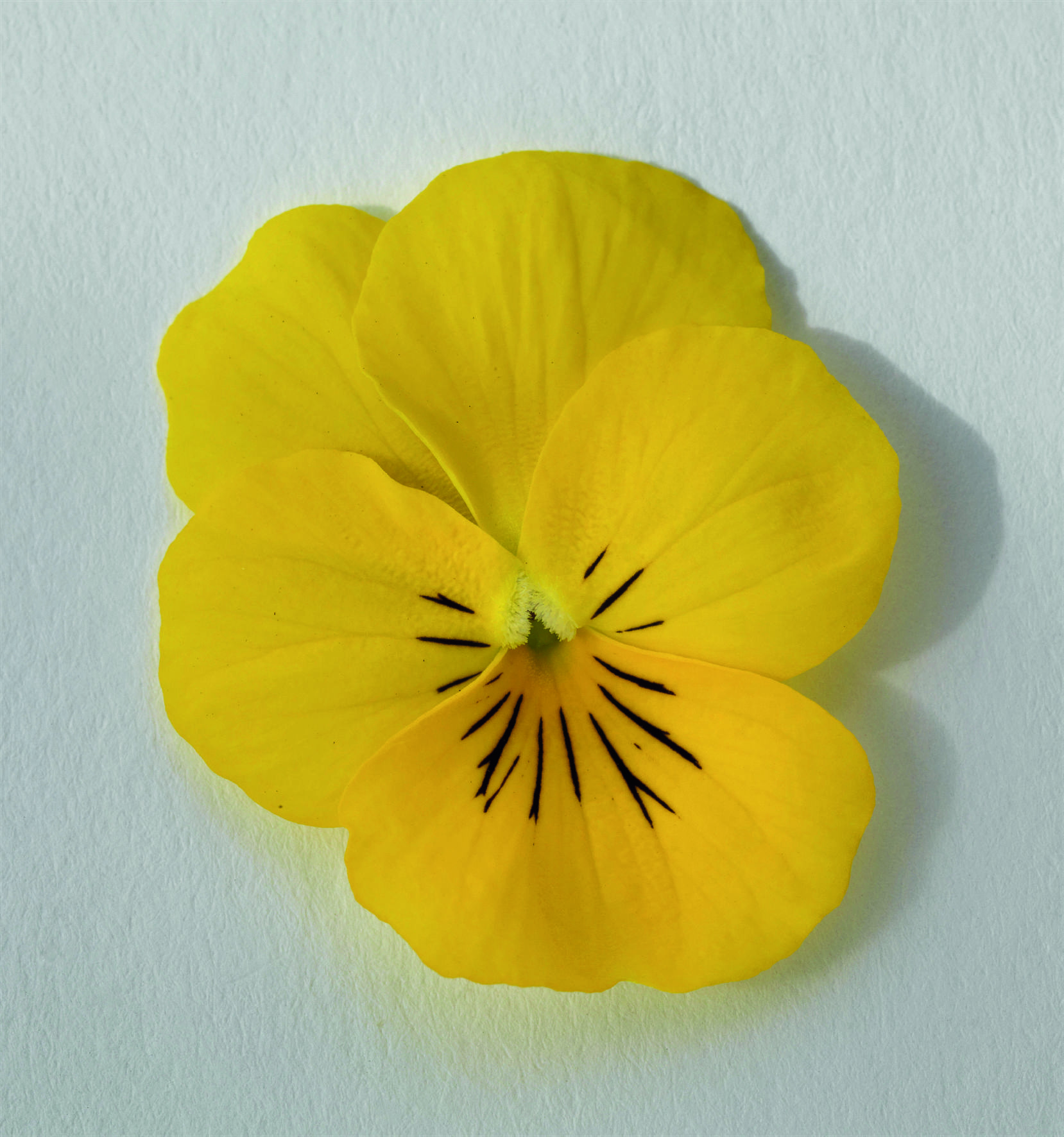 Viola cornuta F1 Admire Gelb