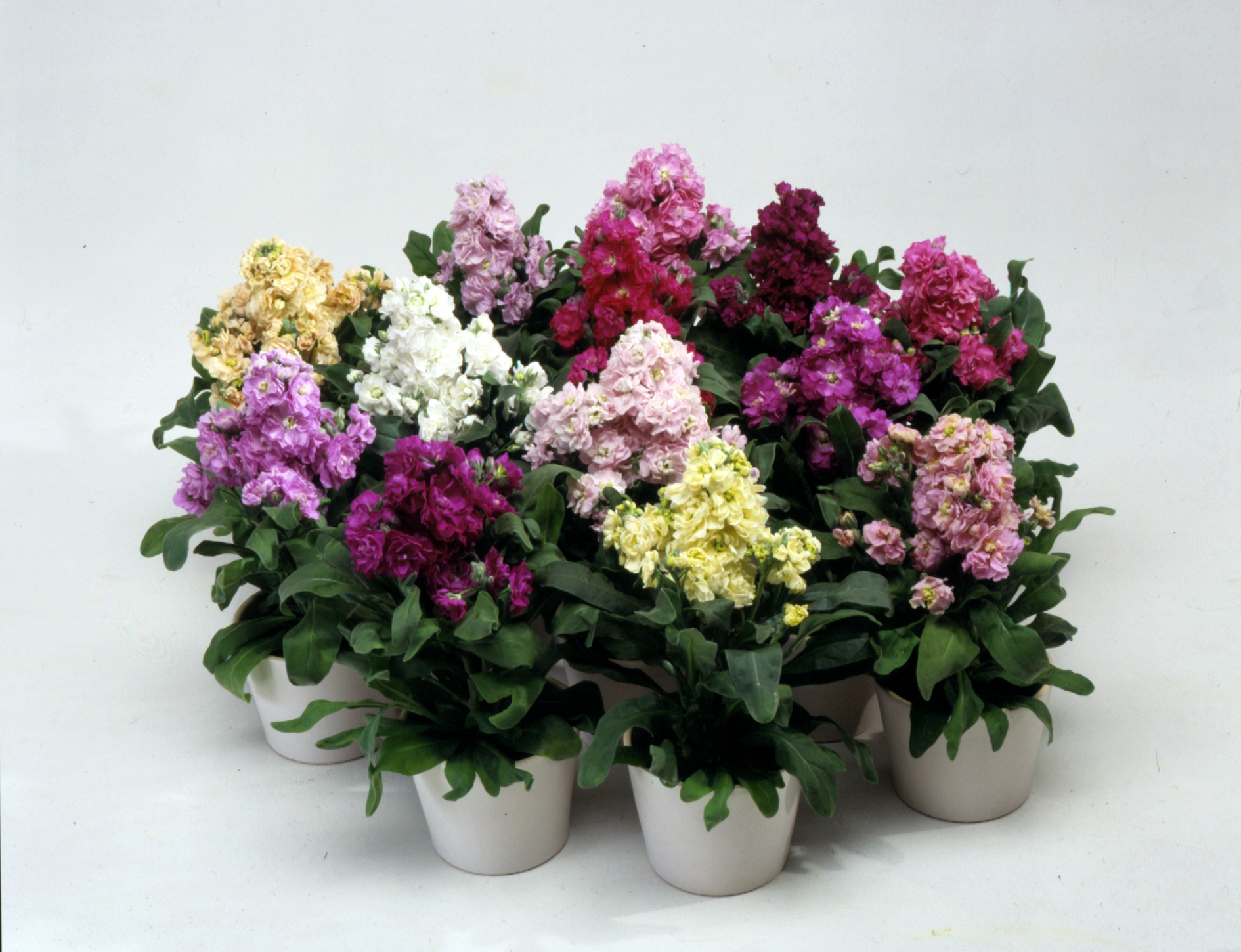 Matthiola incana Cinderella Mischung