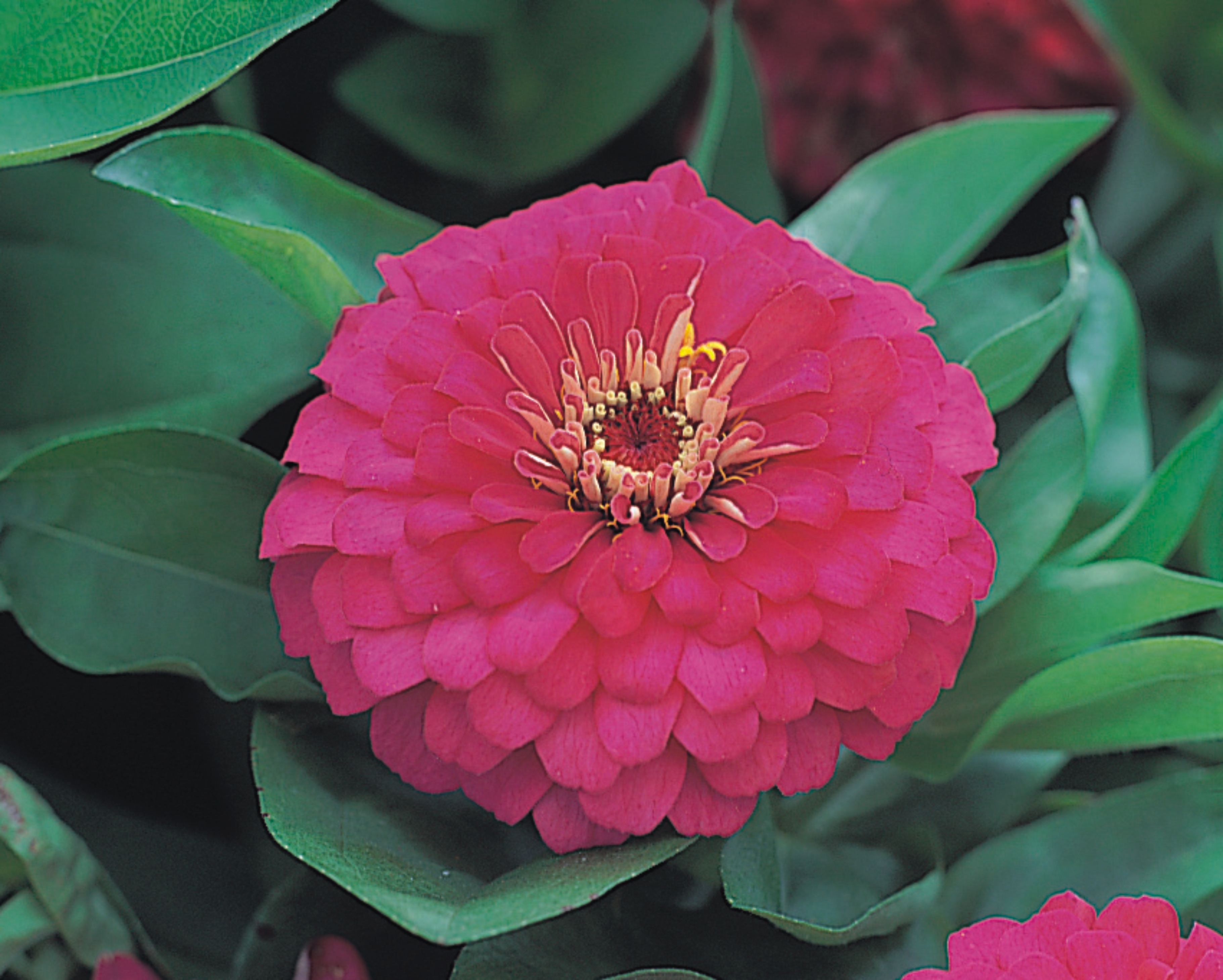 Zinnia elegans F1 Dreamland Rosa