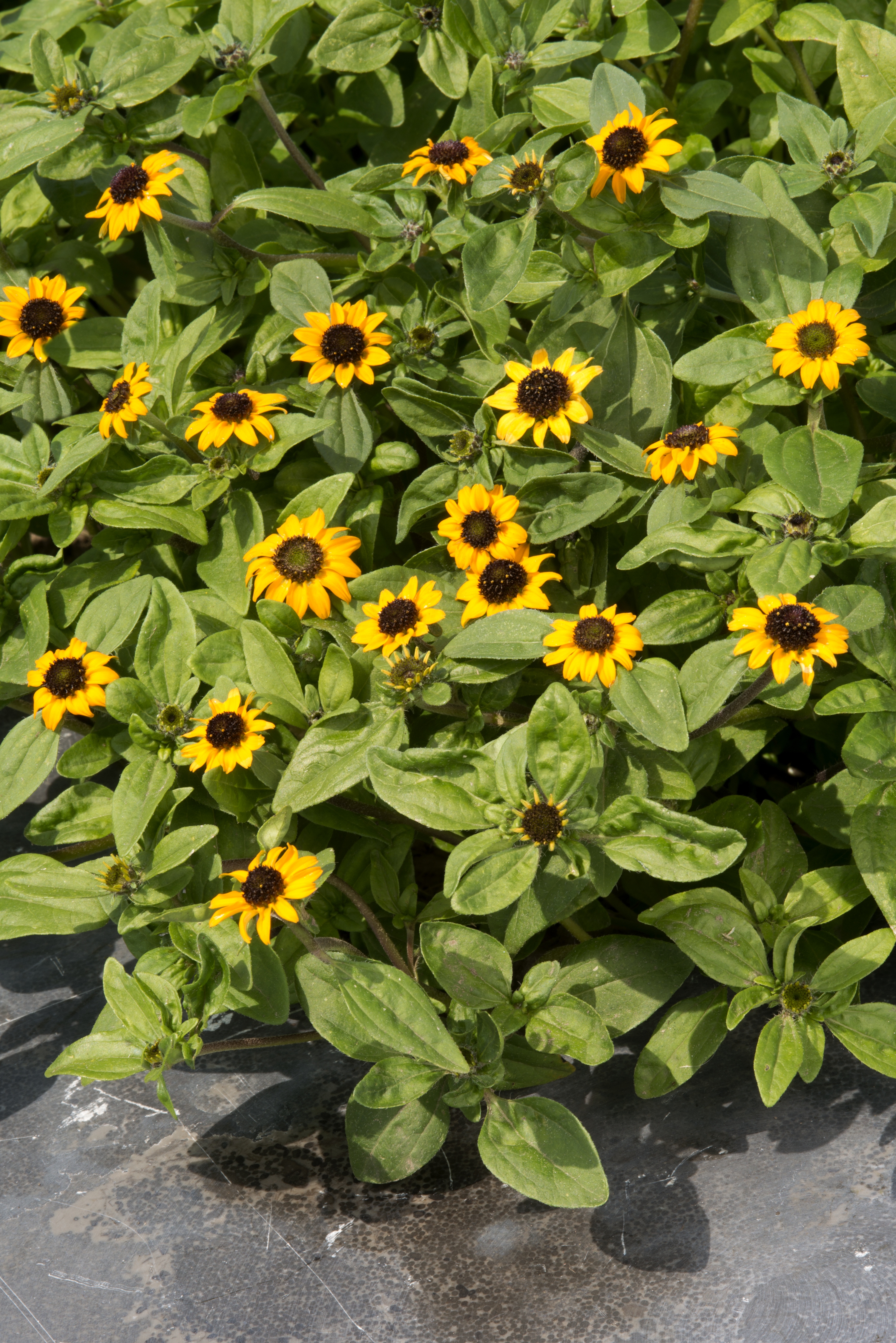 Sanvitalia procumbens Mandarin Orange