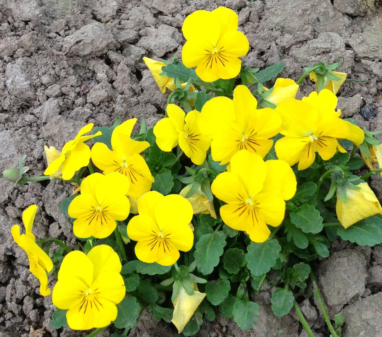 Viola cornuta F1 Admire Gelb