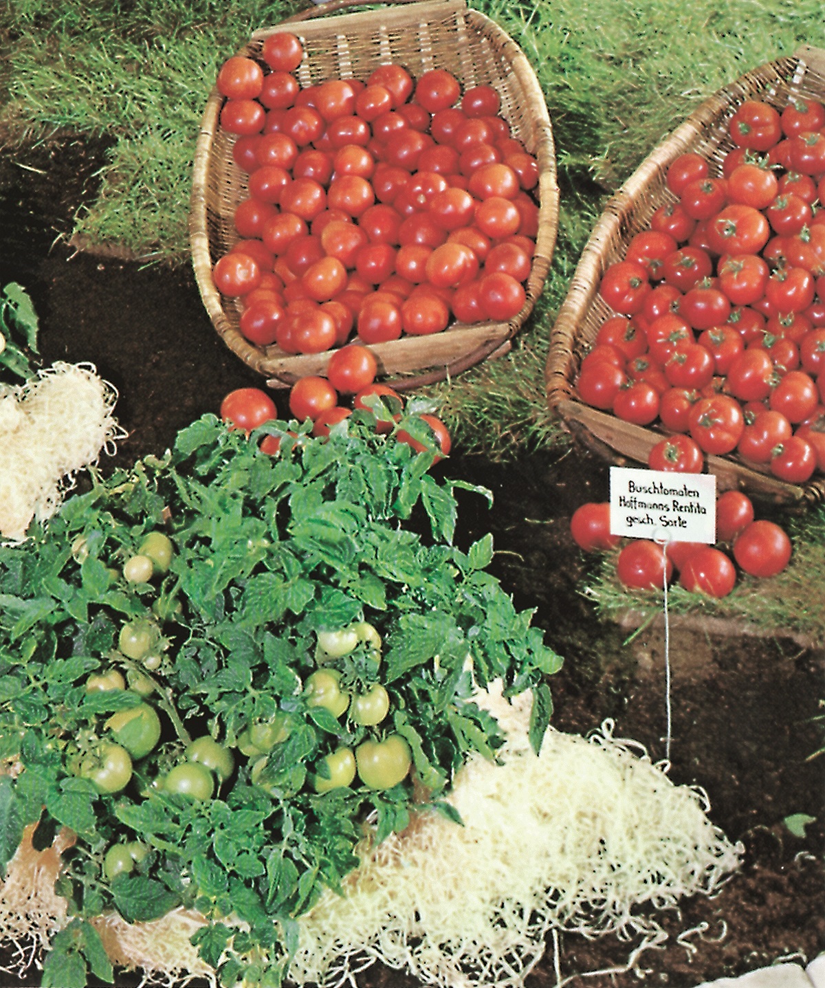 Tomaten Rentita