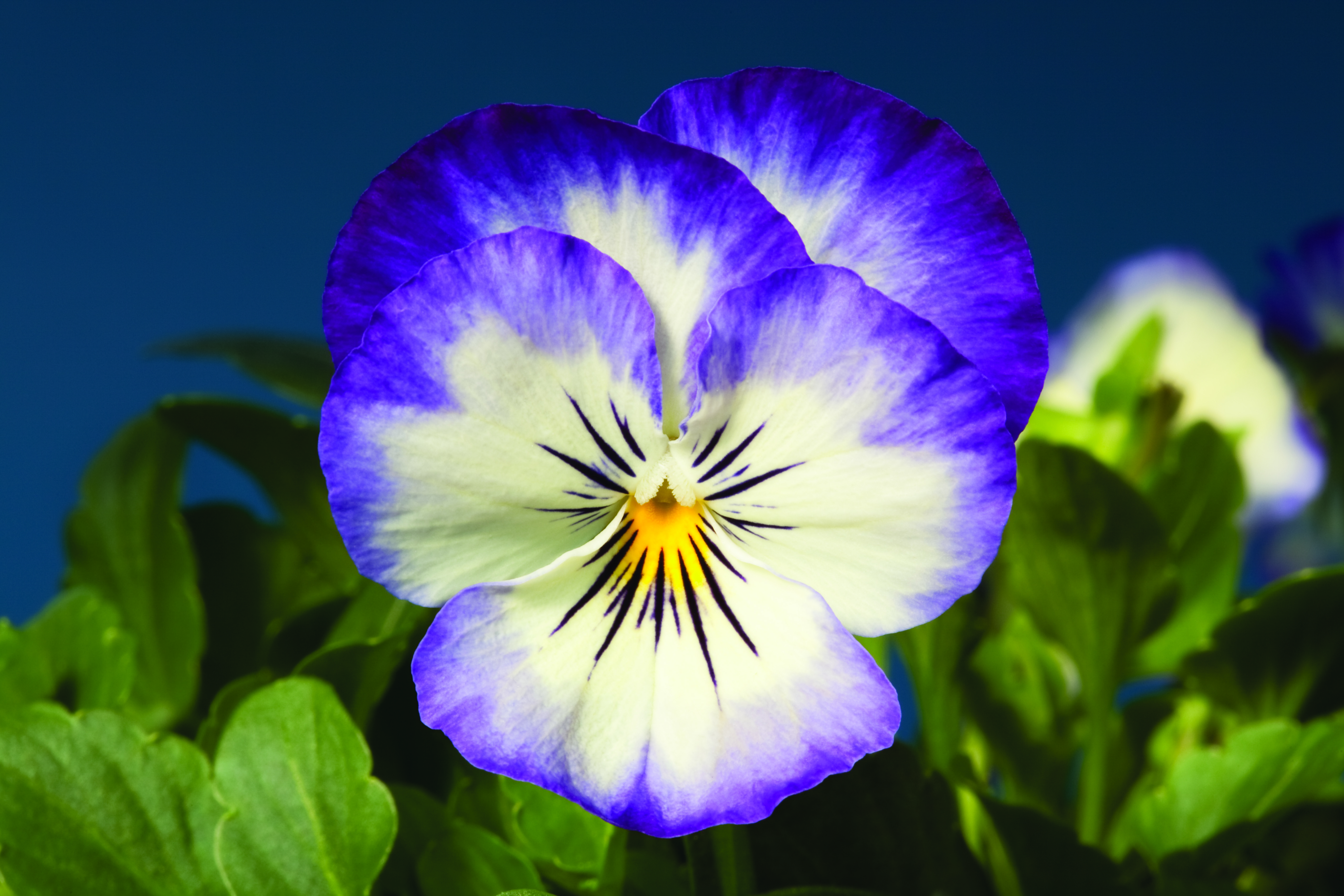 Viola cornuta F1 Penny Purple Picotee