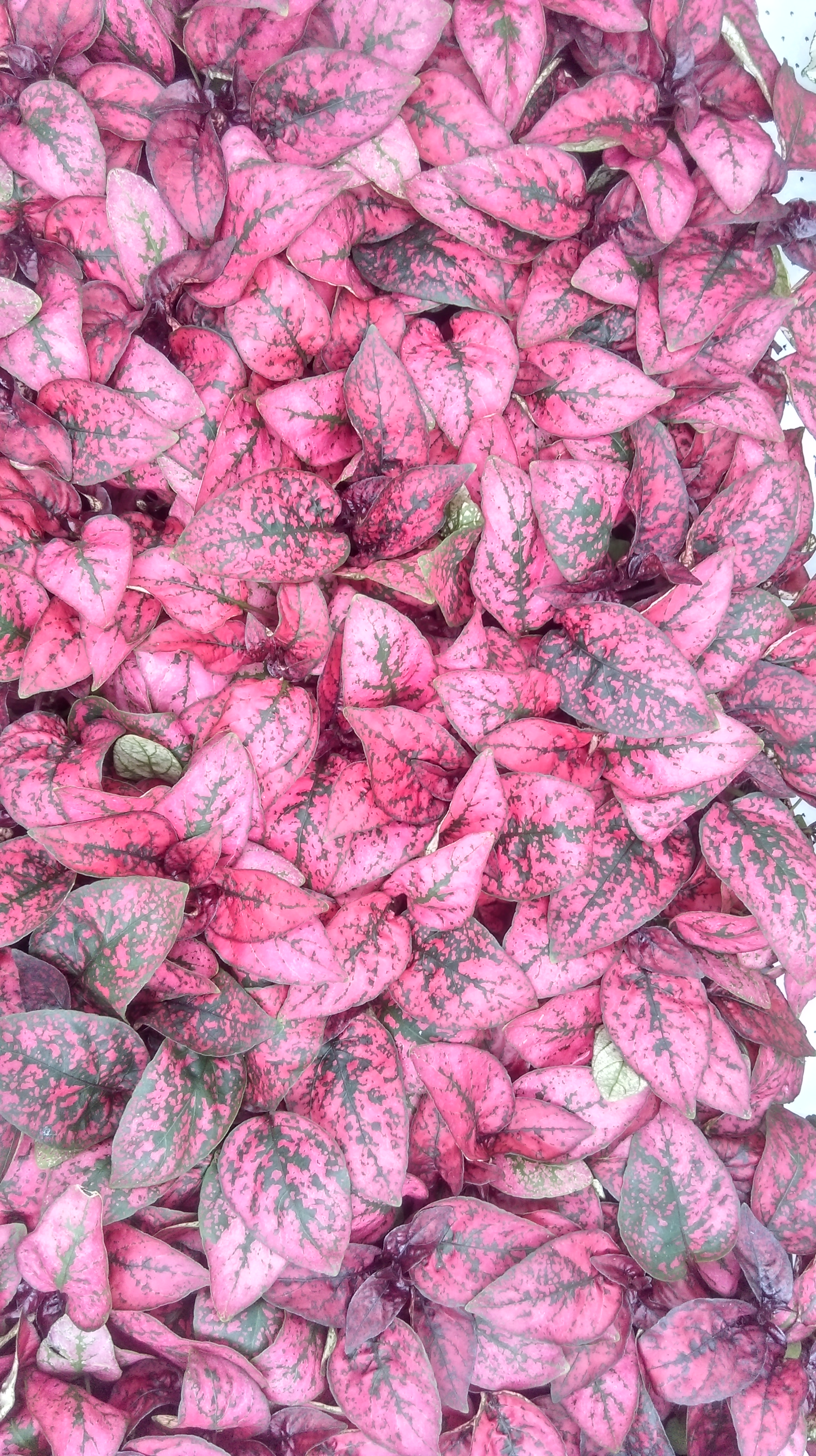 Hypoestes sanguinolenta Splash Select Rose