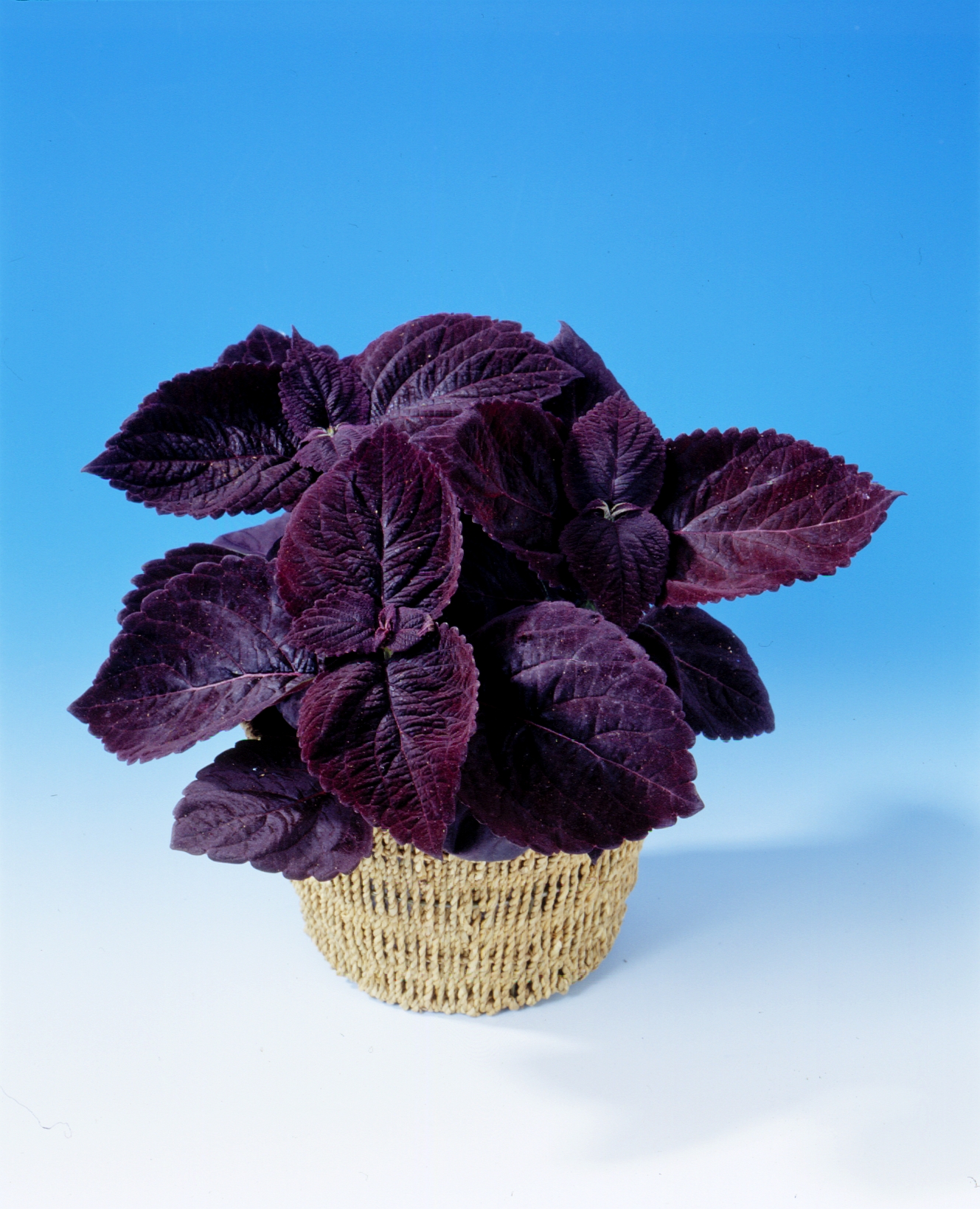 Coleus blumei (plectranthus scuttellarioides) Giant Palisandra