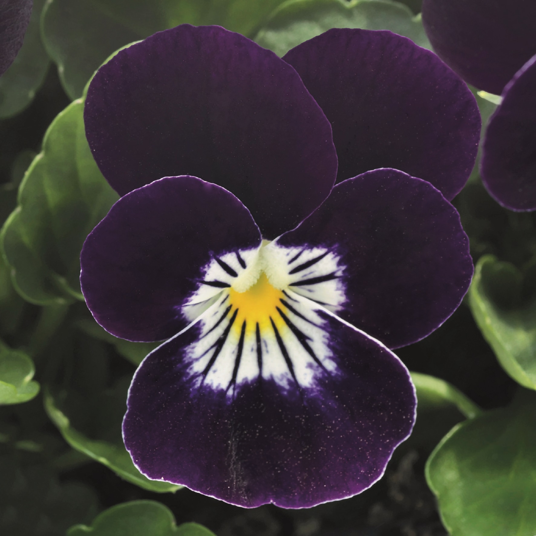 Viola cornuta F1 Admire Purple White Face