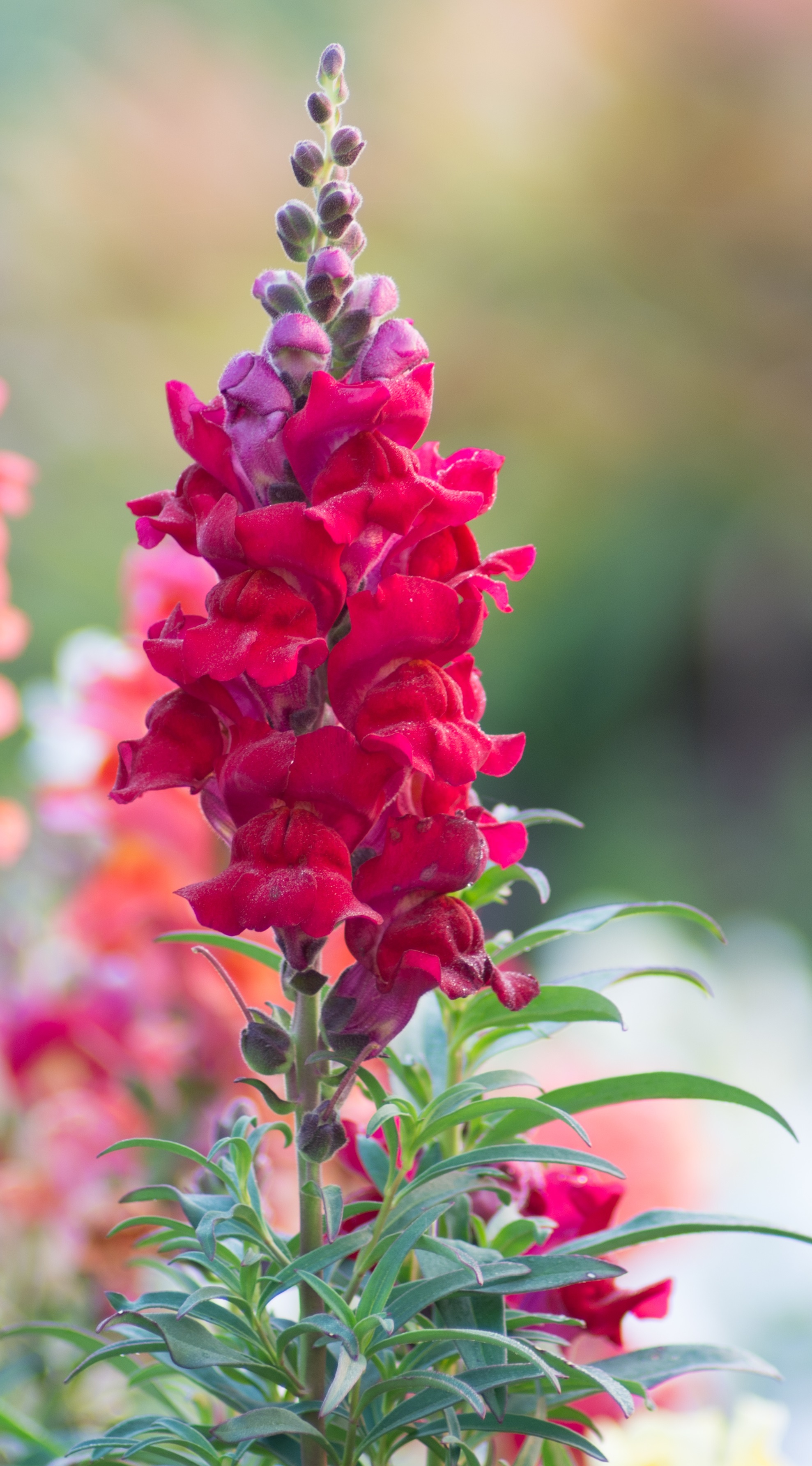 Antirrhinum majus Riesen-Bukett Scharlach