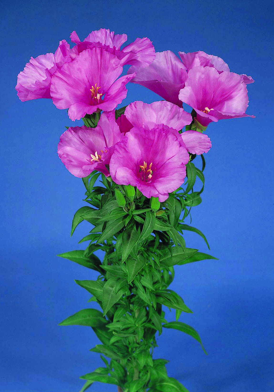 Godetia grandiflora F1 Grace Lavendel mit Auge