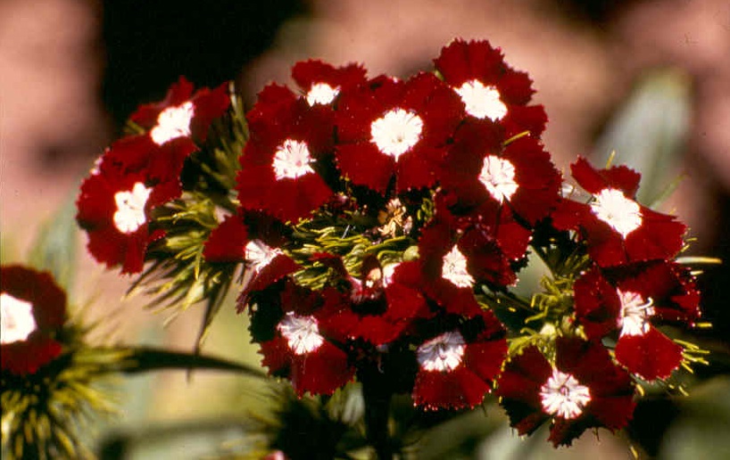 Dianthus barbatus Rot mit weißem Auge (Heimatland)