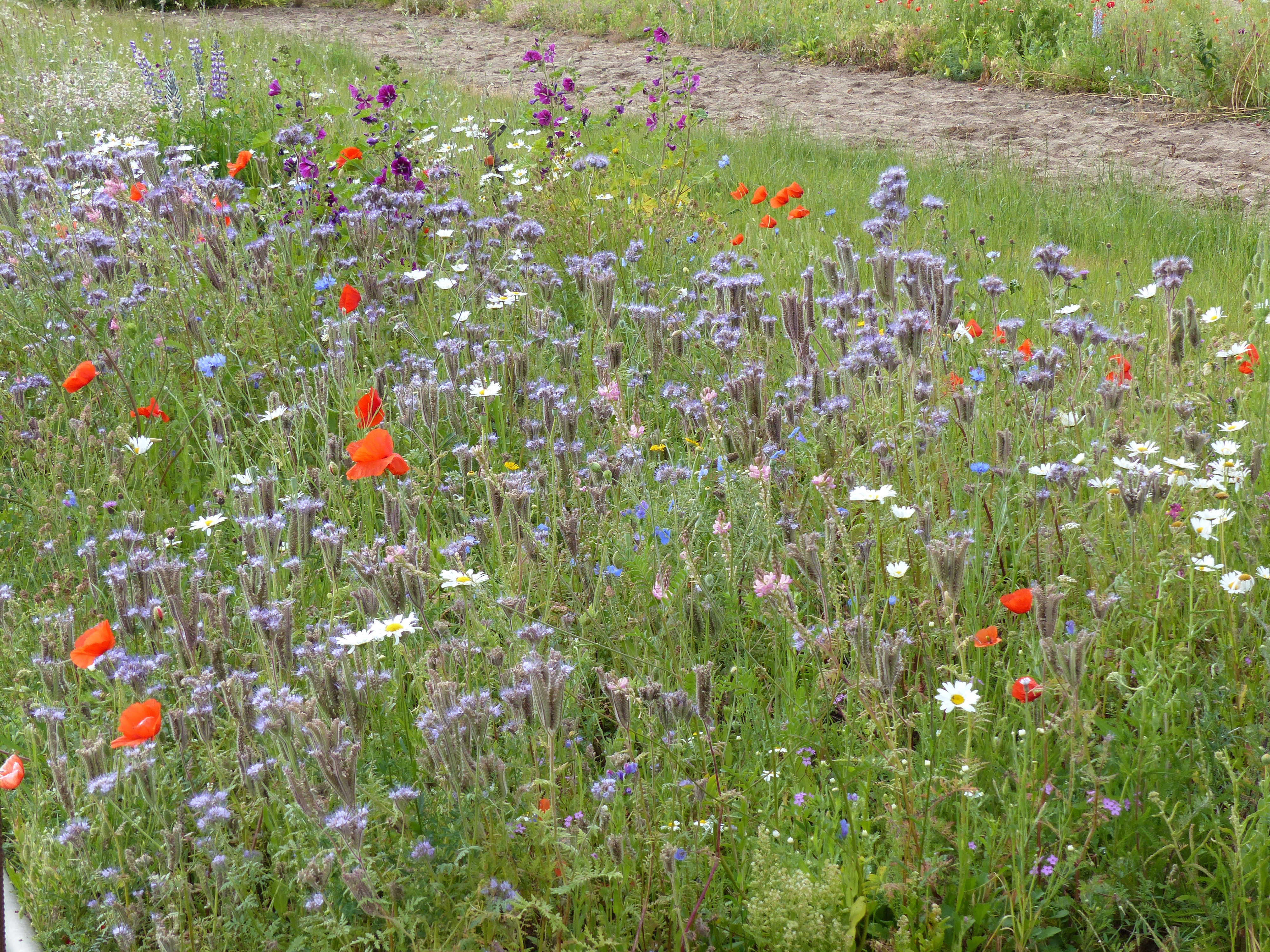 Blumenmischungen Nützlinge und Bestäuber für den Gemüseanbau, mehrjährig