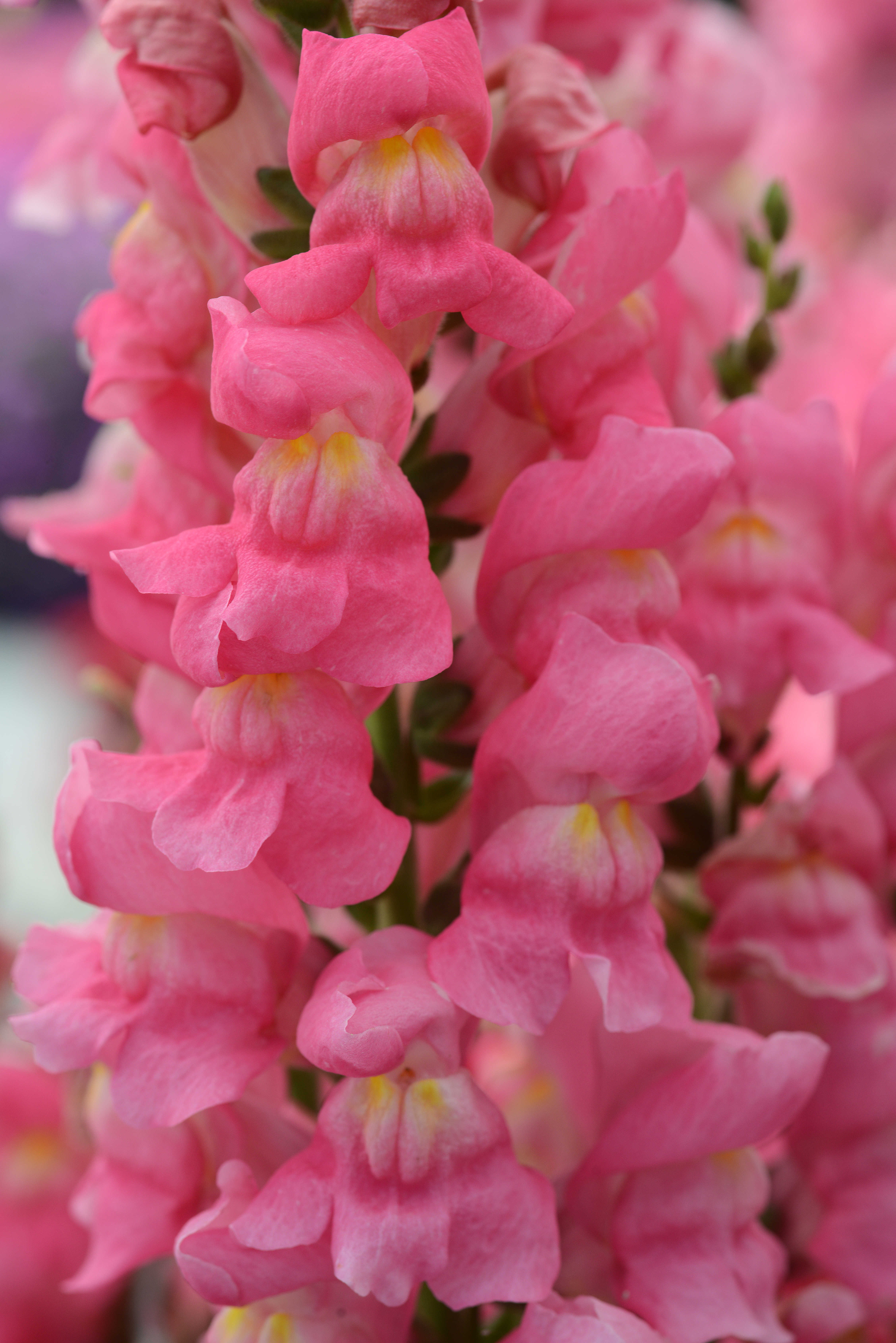 Antirrhinum majus  F1 Rocket Kräftigrosa