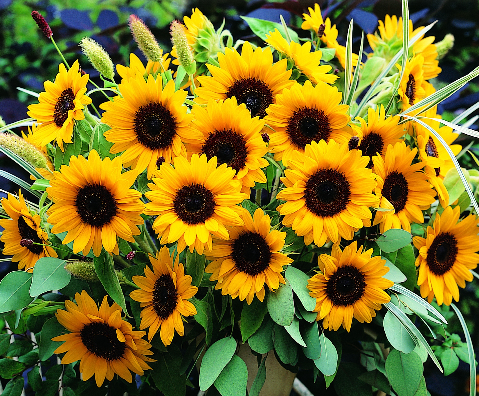 Helianthus annuus F1 Sunrich Orange DMR