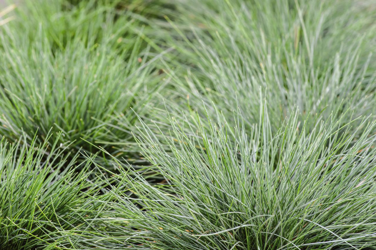 Festuca glauca Freddy