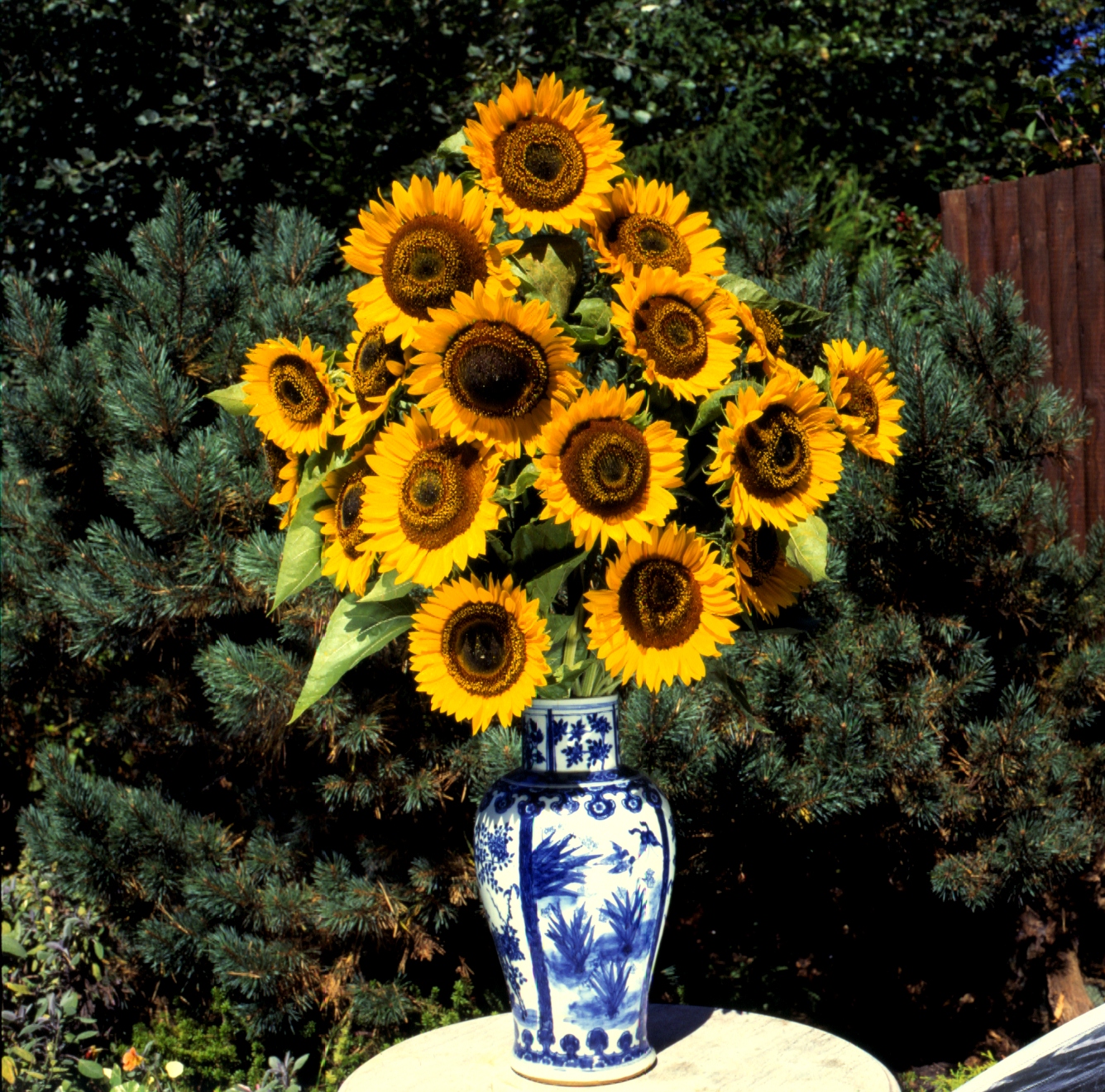 Helianthus annuus Italo