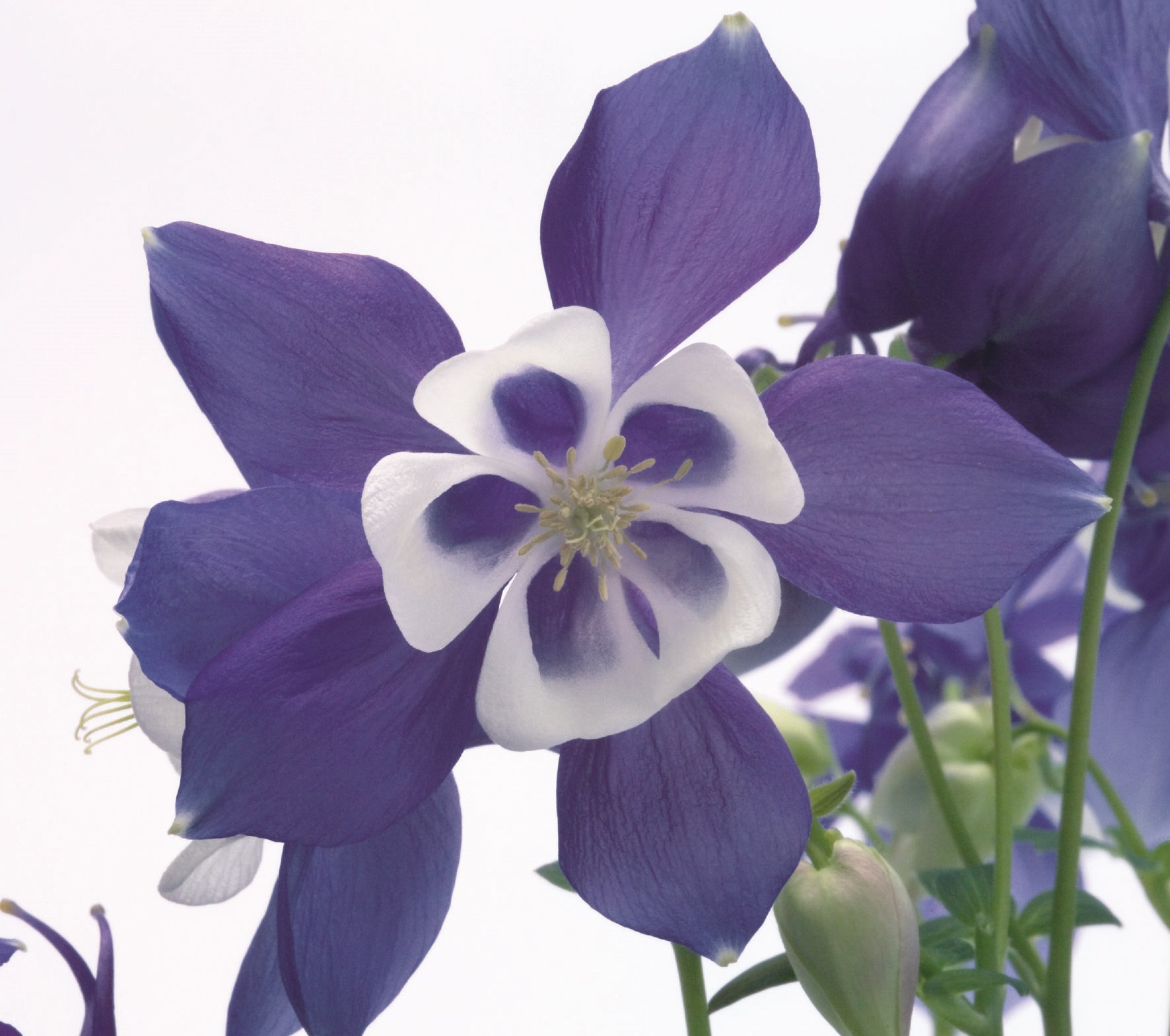 Aquilegia flabellata Spring Magic Blau Weiß