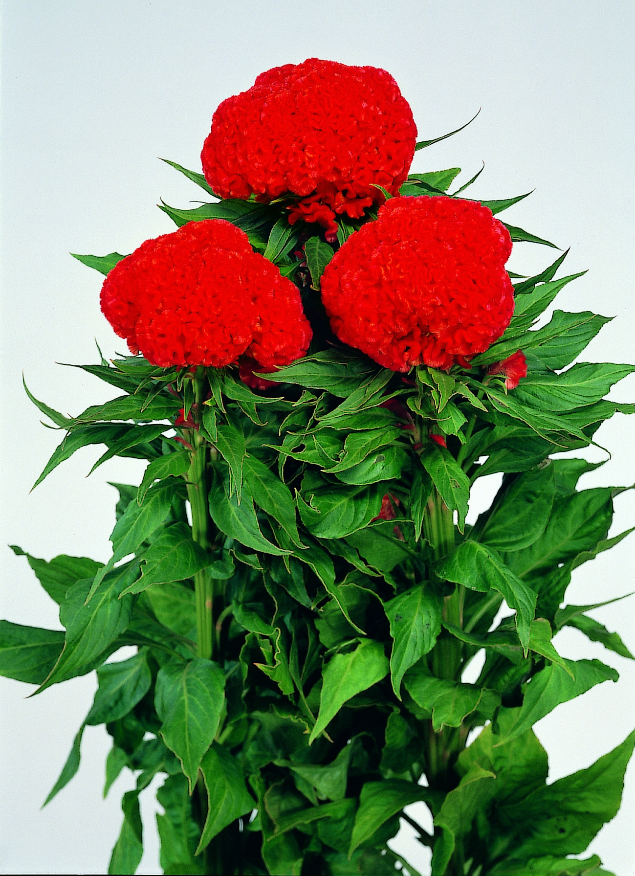 Celosia cristata Chief Persimmon, orange