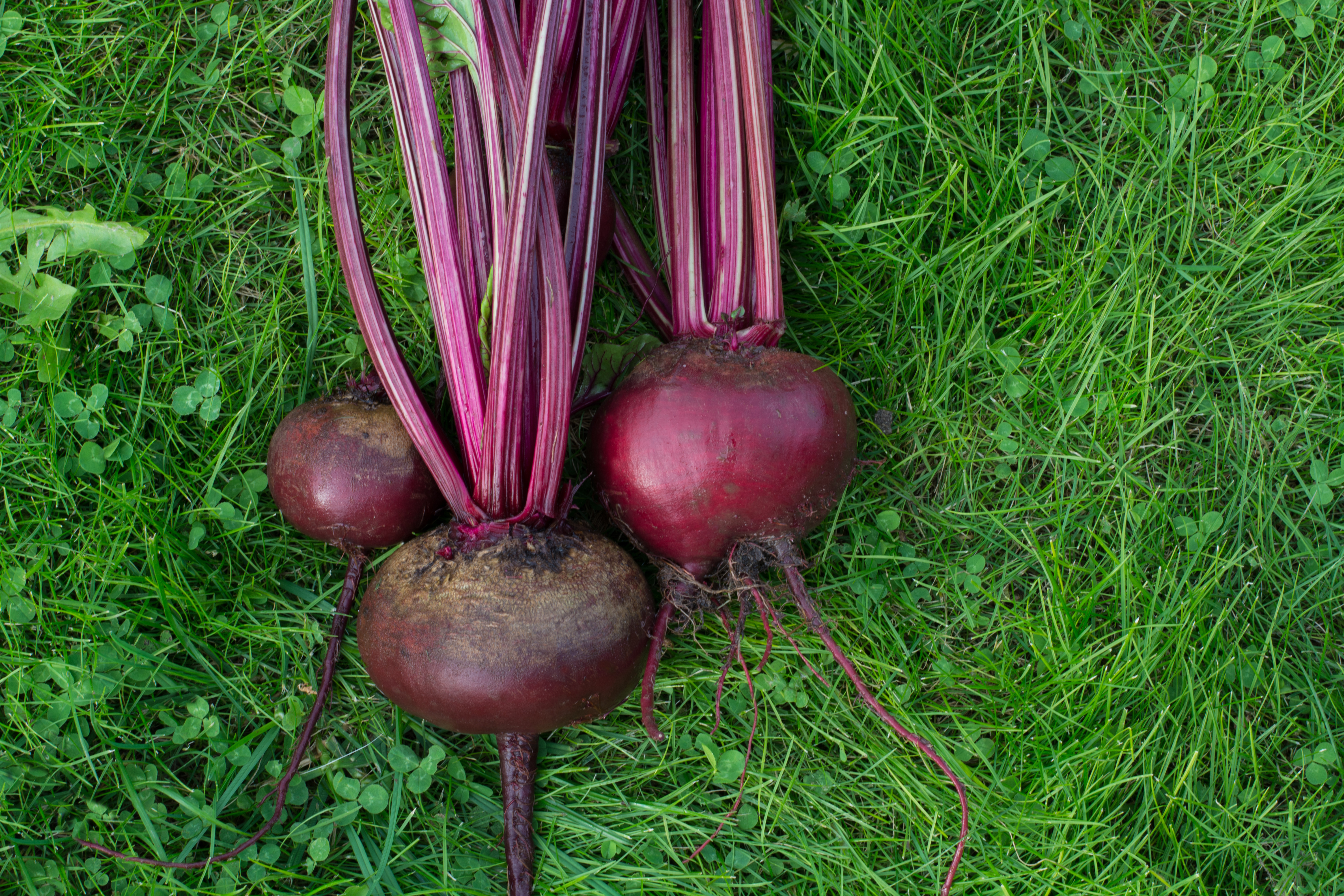 Rote Rüben Rote Kugel