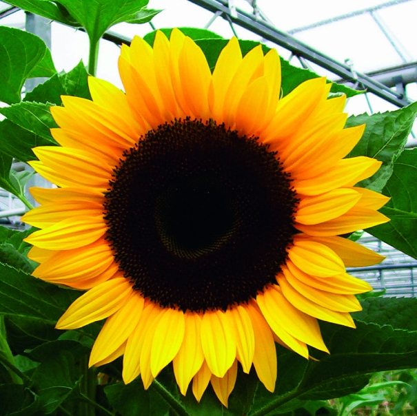 Helianthus annuus F1 Goldmine