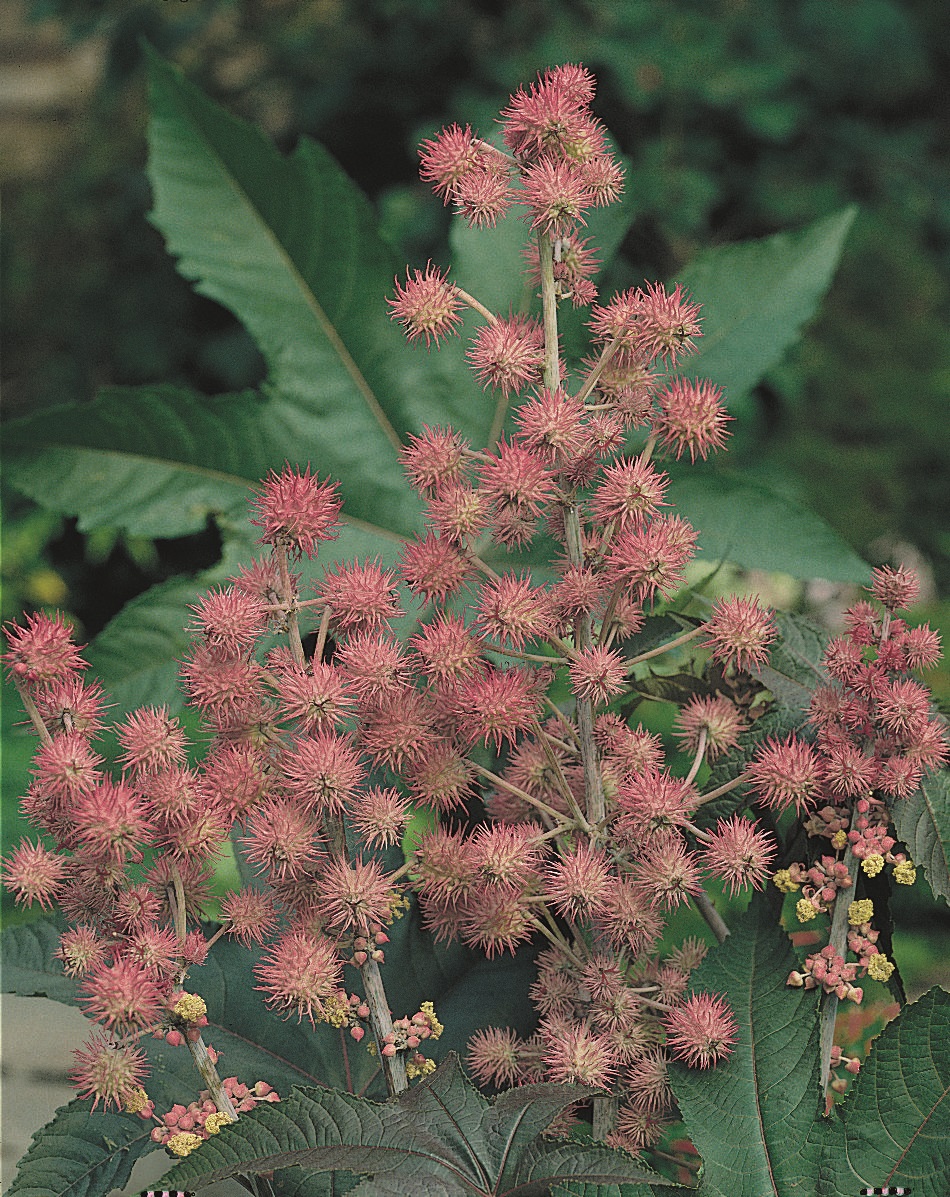 Ricinus communis Carmencita Rosa