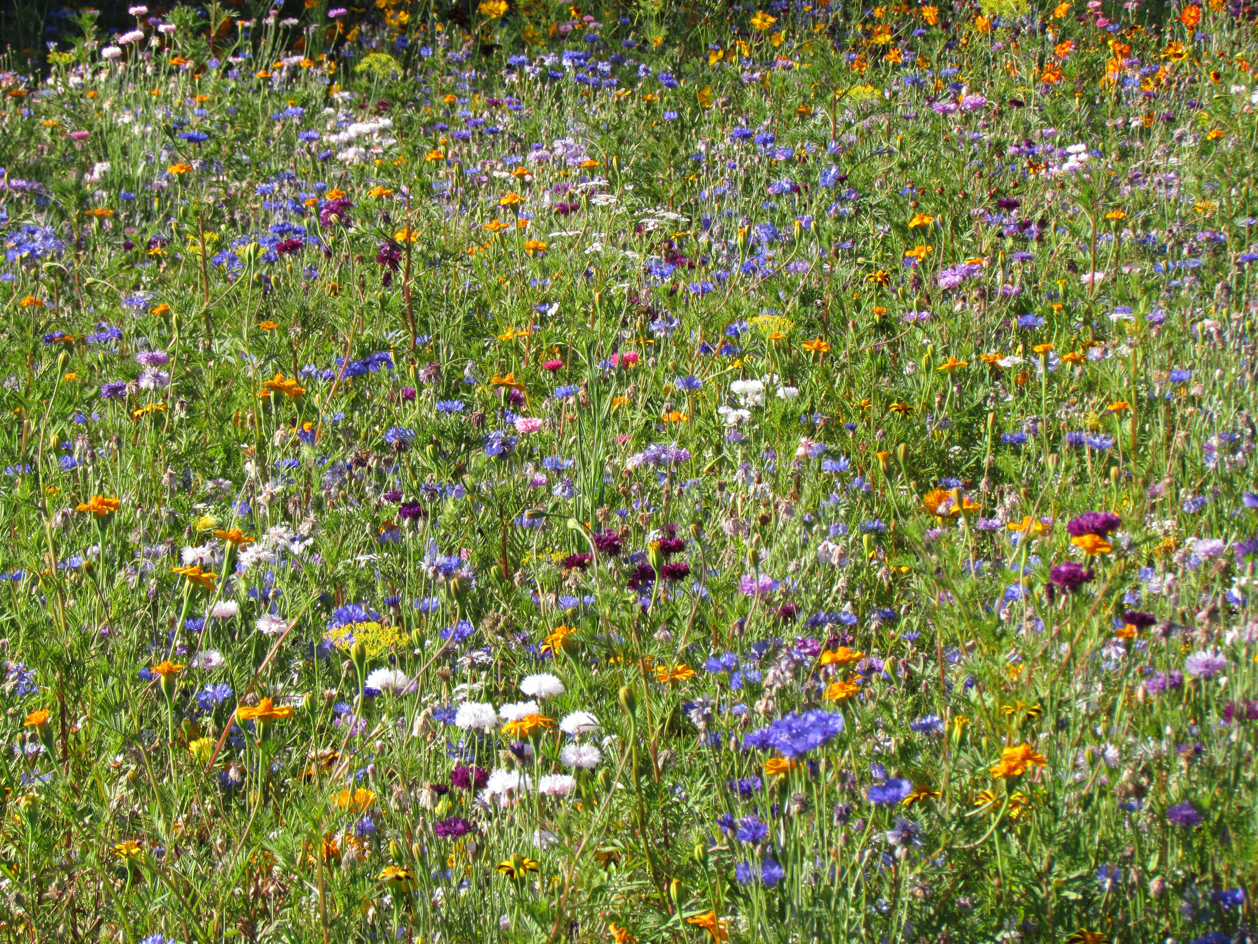 Blumenmischungen Nützlingsfördernde Blumen