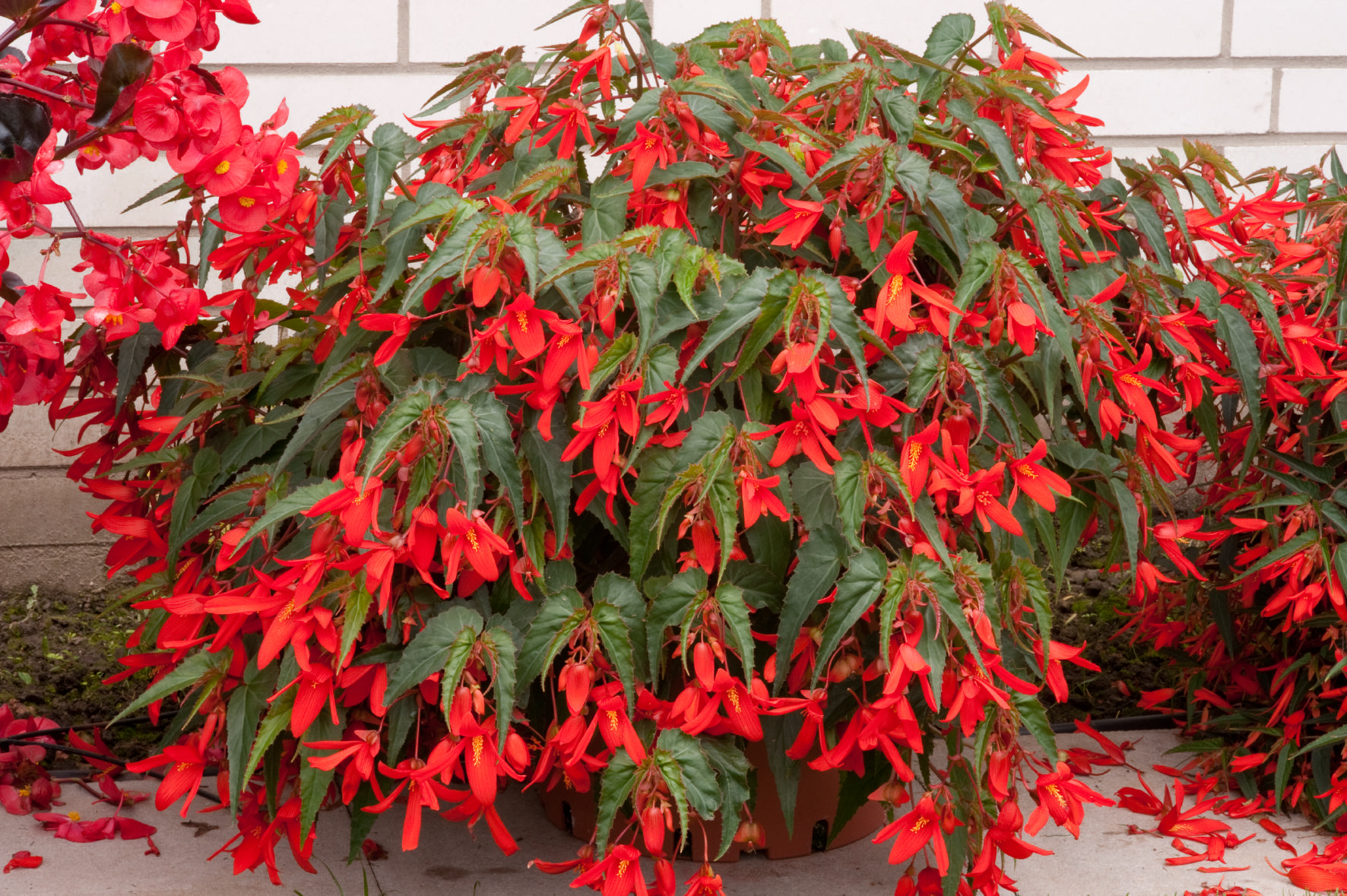 Begonia boliviensis F1 Santa Cruz Sunset, pilliert