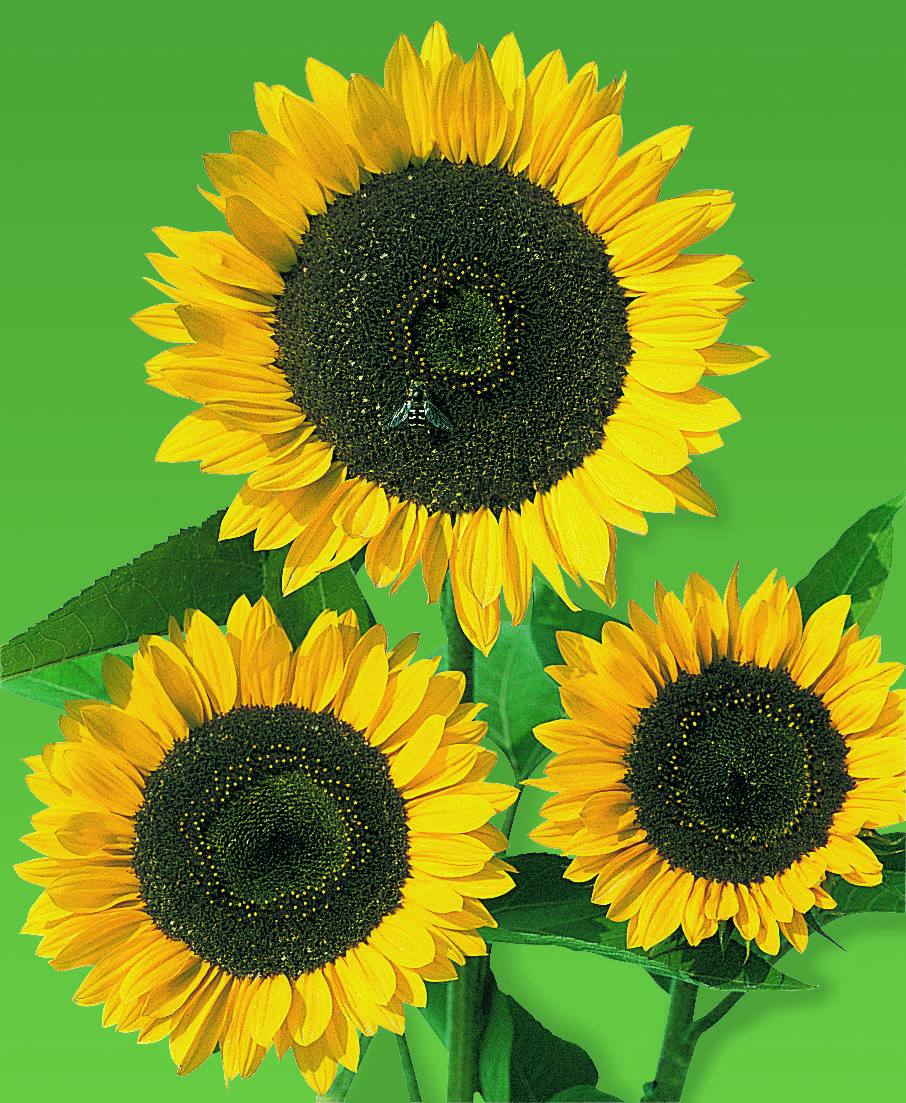 Helianthus annuus Schnittgold