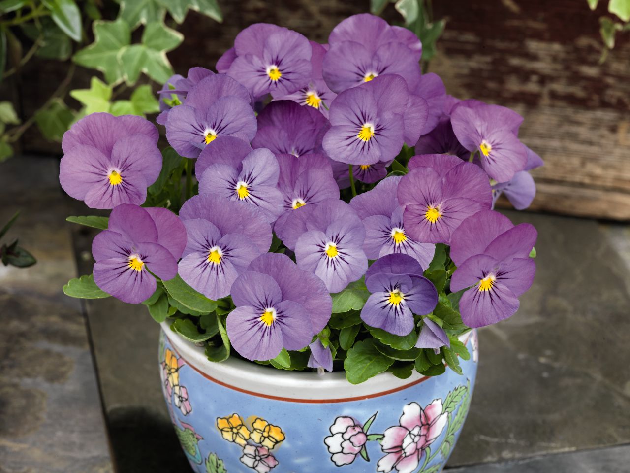 Viola cornuta F1 Admire Pink