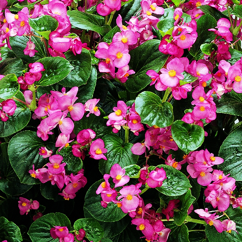 Begonia semperflorens F1 Inferno, rosa, pilliert