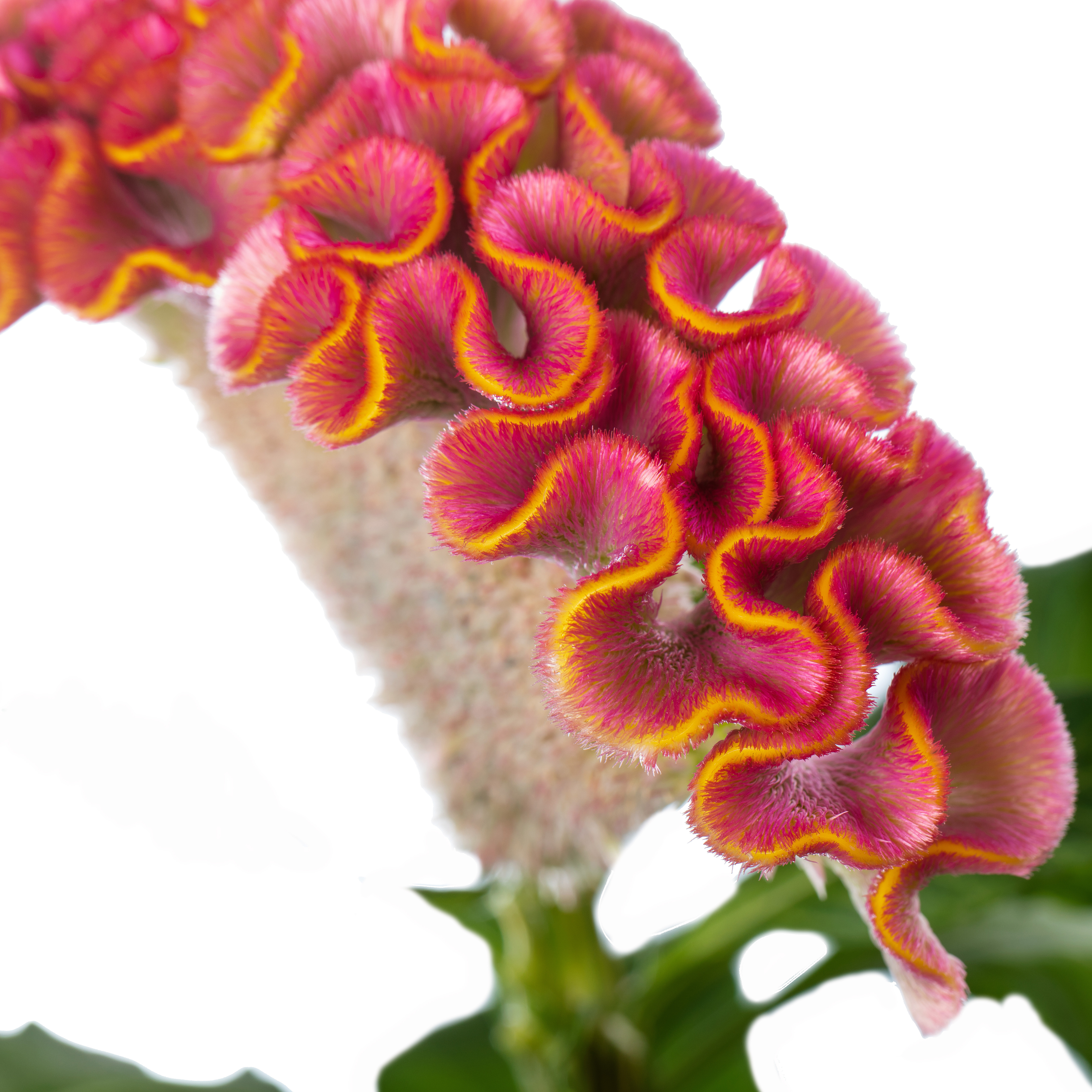 Celosia argentea cristata Act Ziva, pink