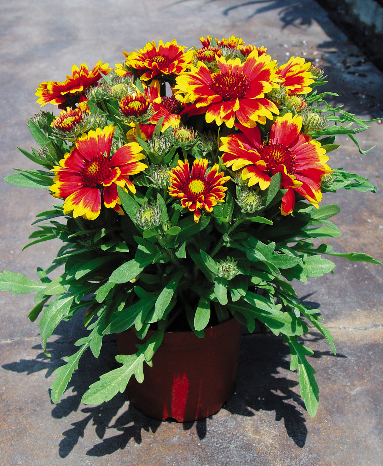 Gaillardia grandiflora Arizona Sun