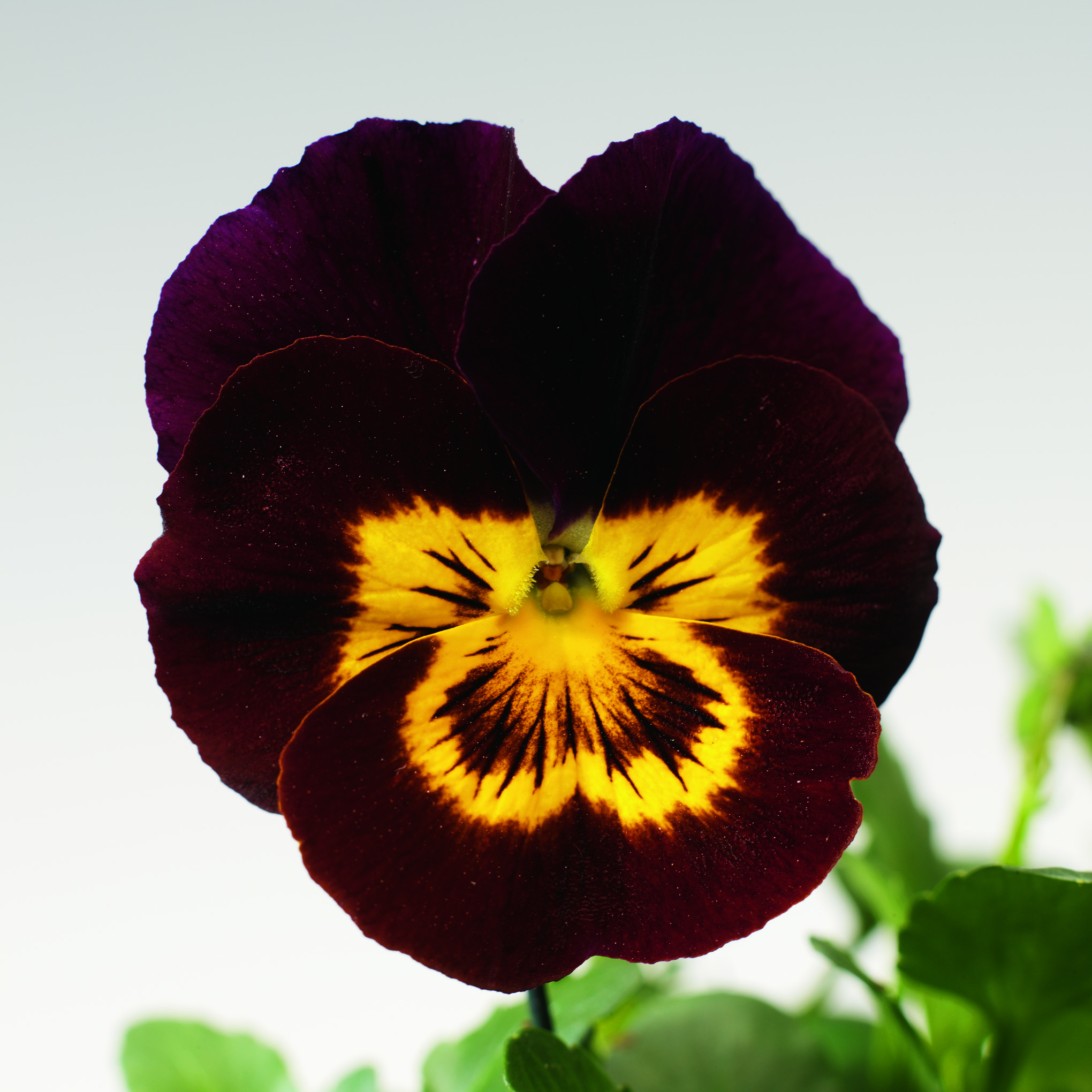 Viola cornuta F1 Penny Red with Yellow Face