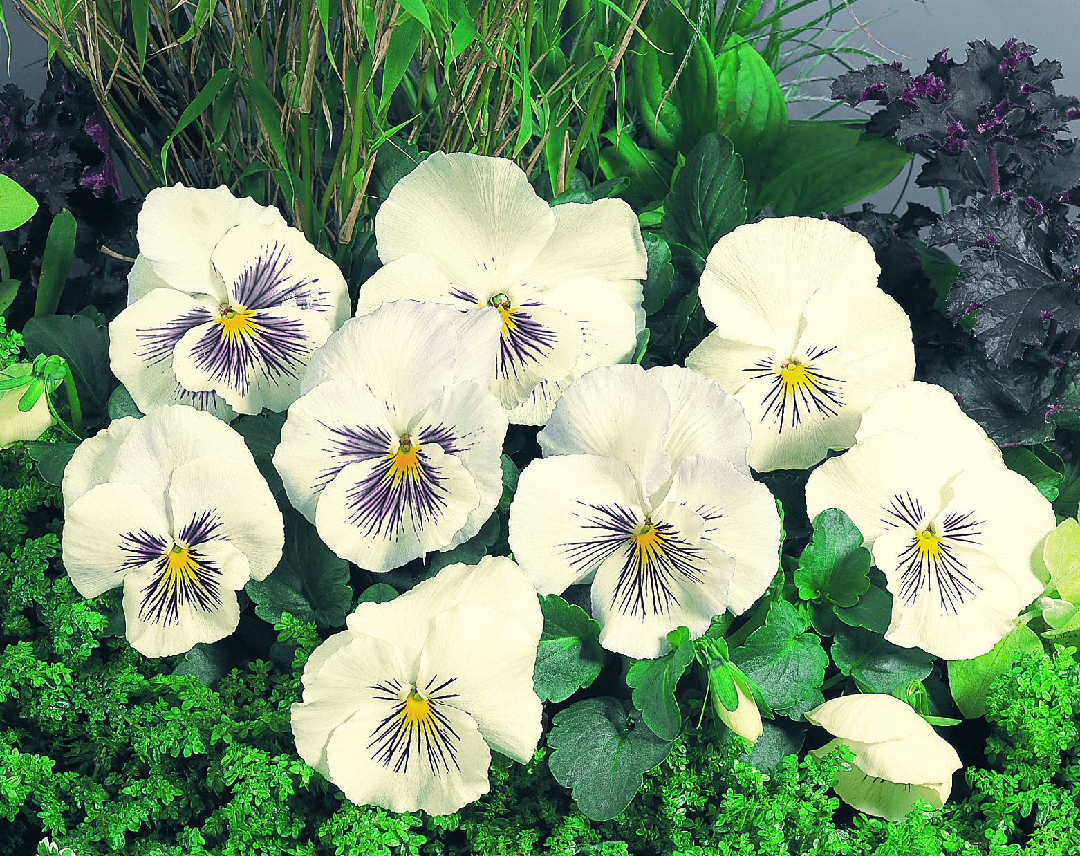 Viola wittrockiana  F1 Cats Weiß