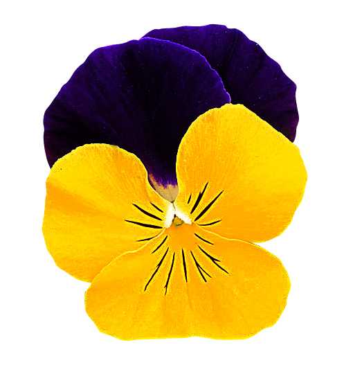 Viola cornuta Grandissimo F1 Yellow Jump up