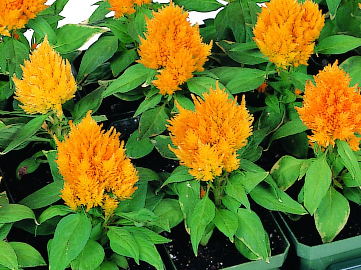 Celosia plumosa Kimono Gold