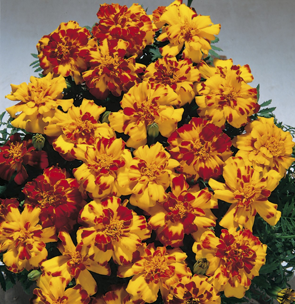 Tagetes patula Safari Bolero