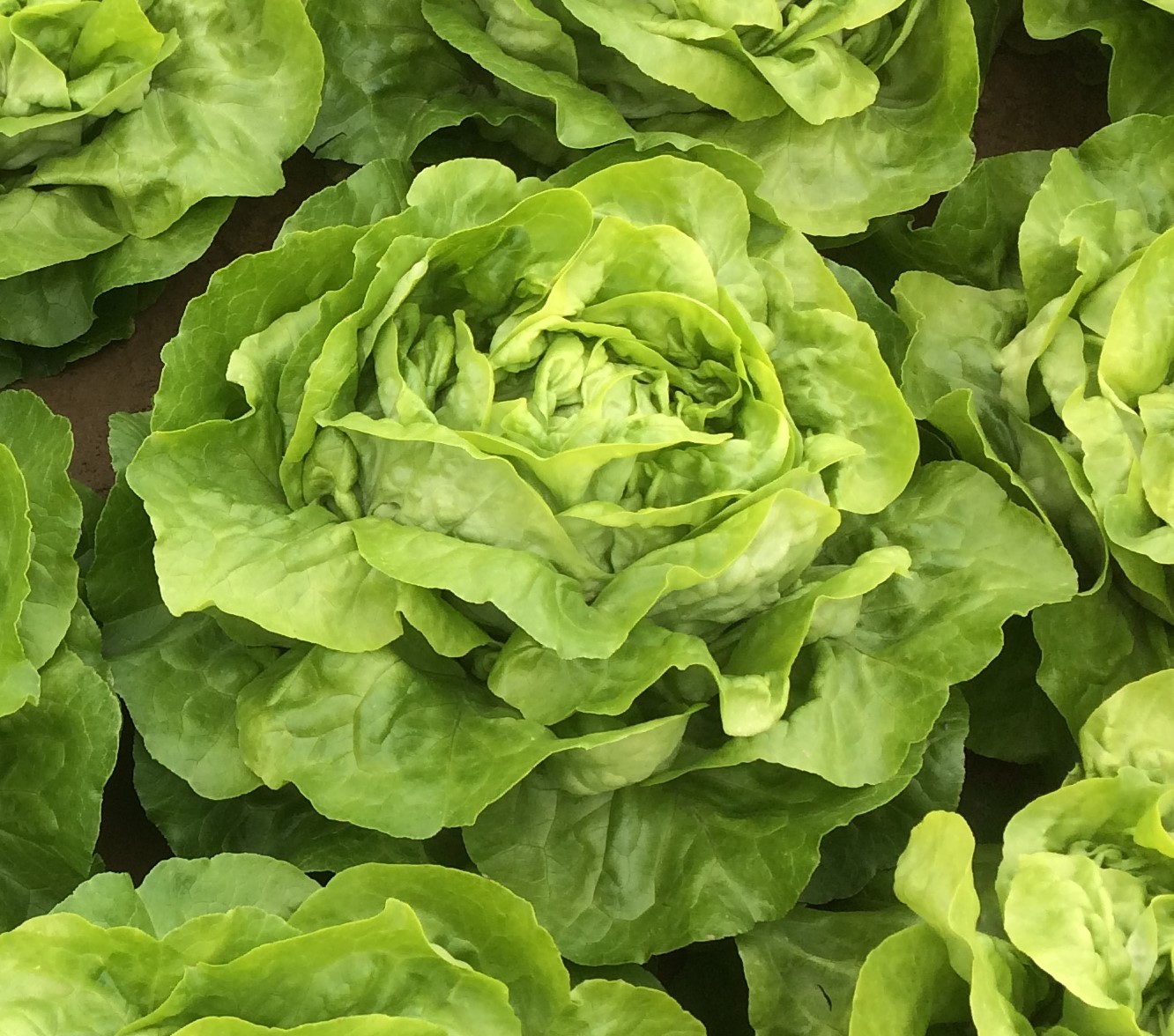 Kopfsalat grün Pia, Erdtopfpillen