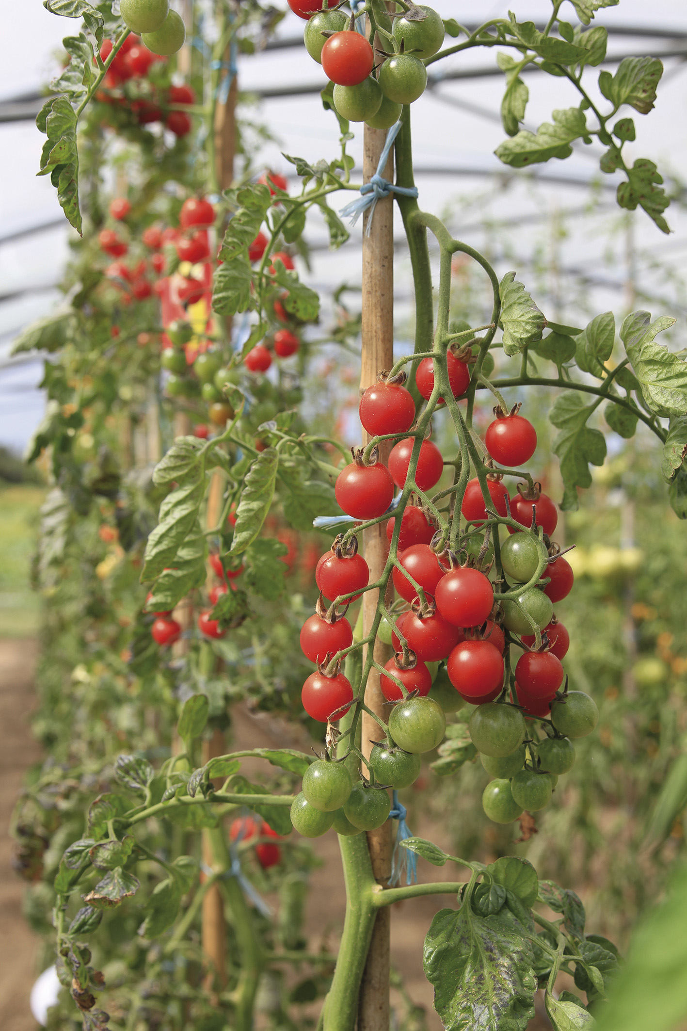 Tomaten F1 Pepe