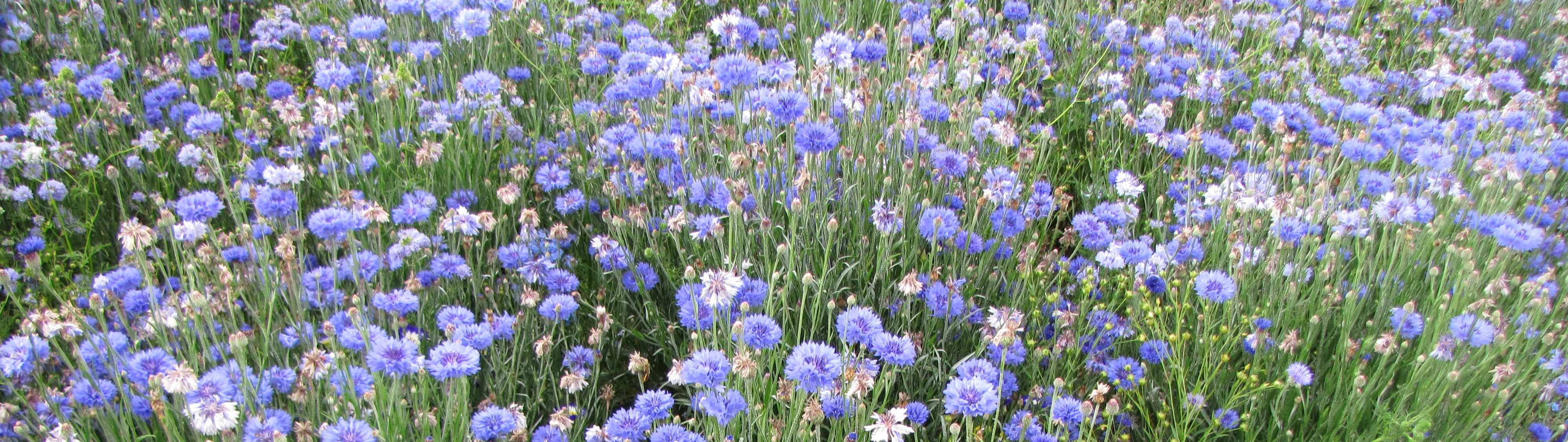 Blumenmischungen Farbton Blau