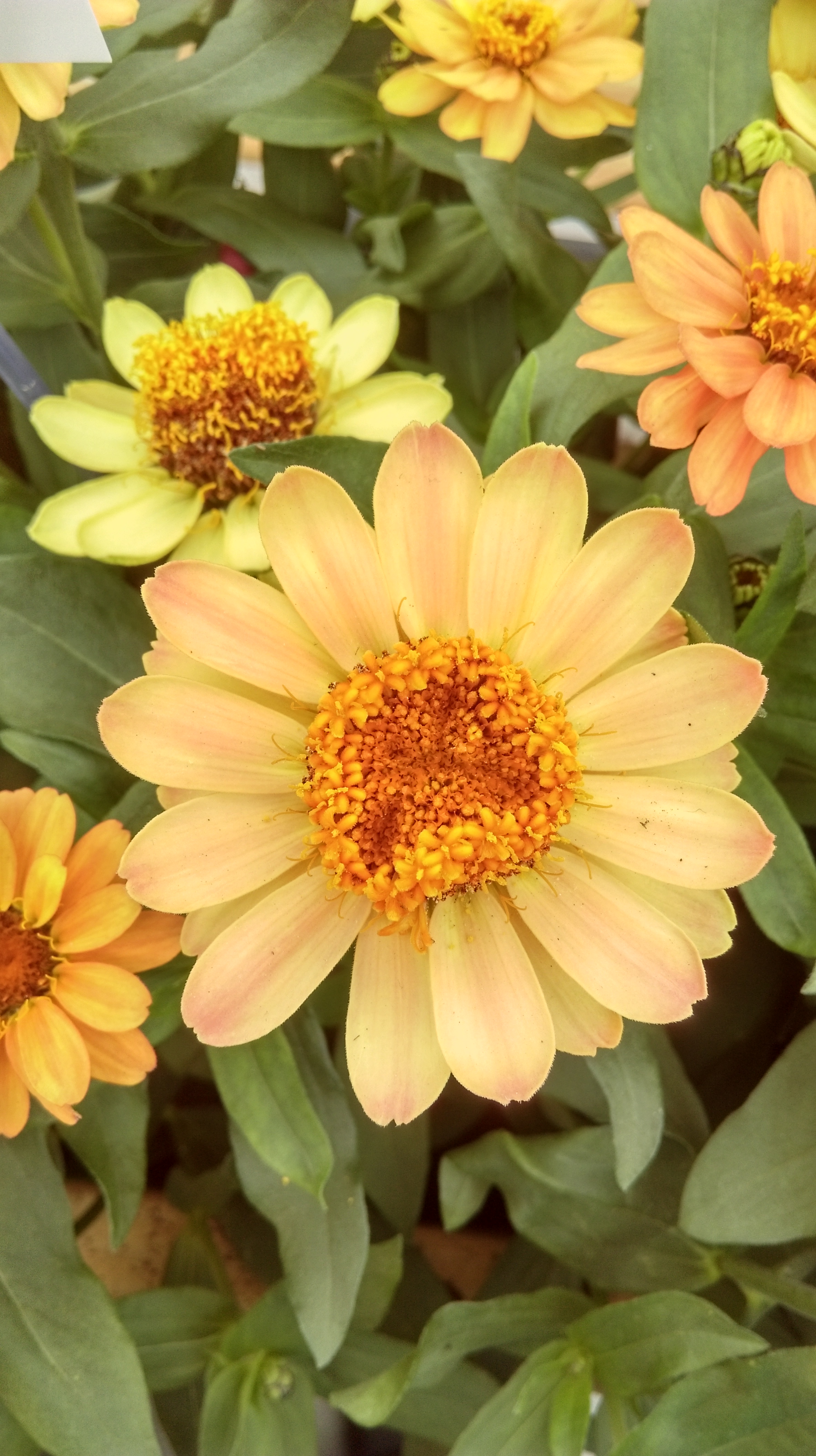 Zinnia angustifolia F1 Profusion Apricot