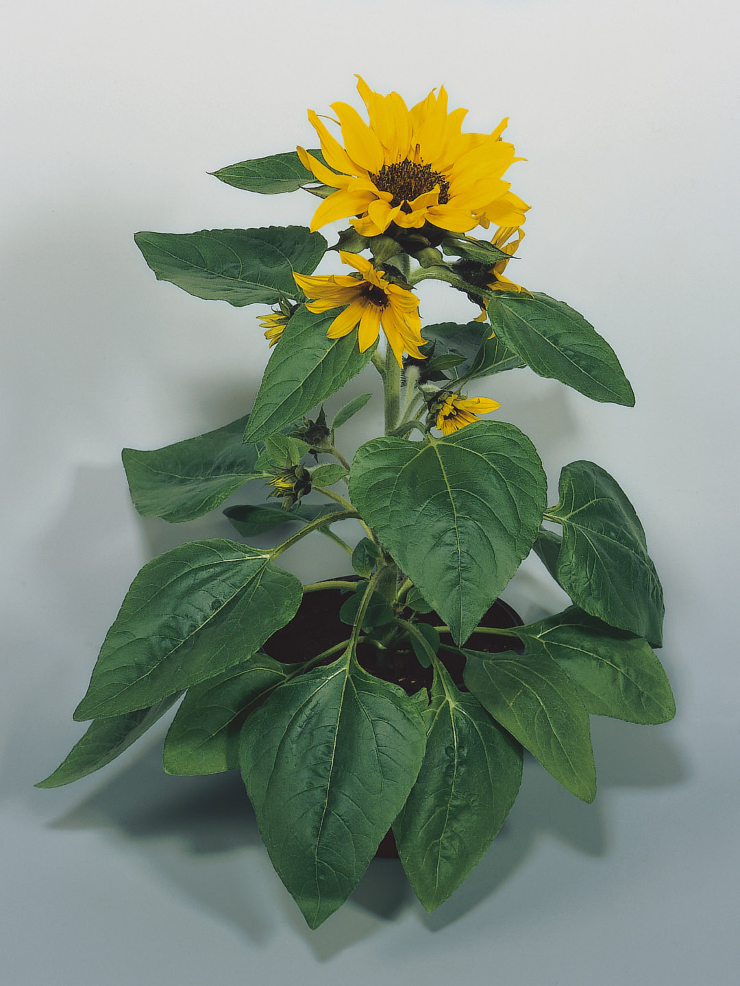 Helianthus annuus Pacino Cola