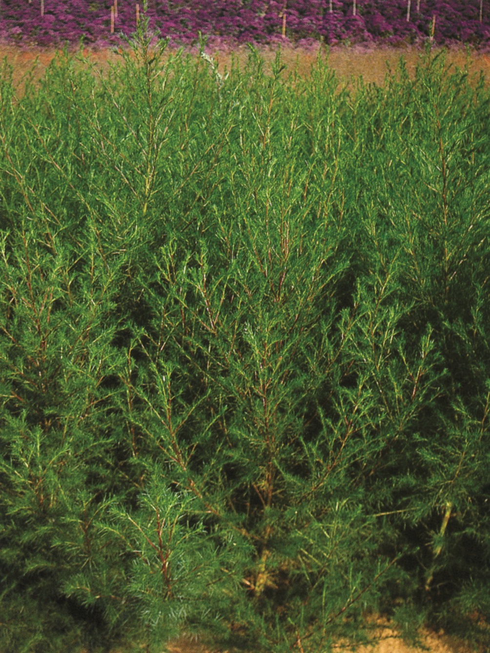 Artemisia capillaris Grüne Feder