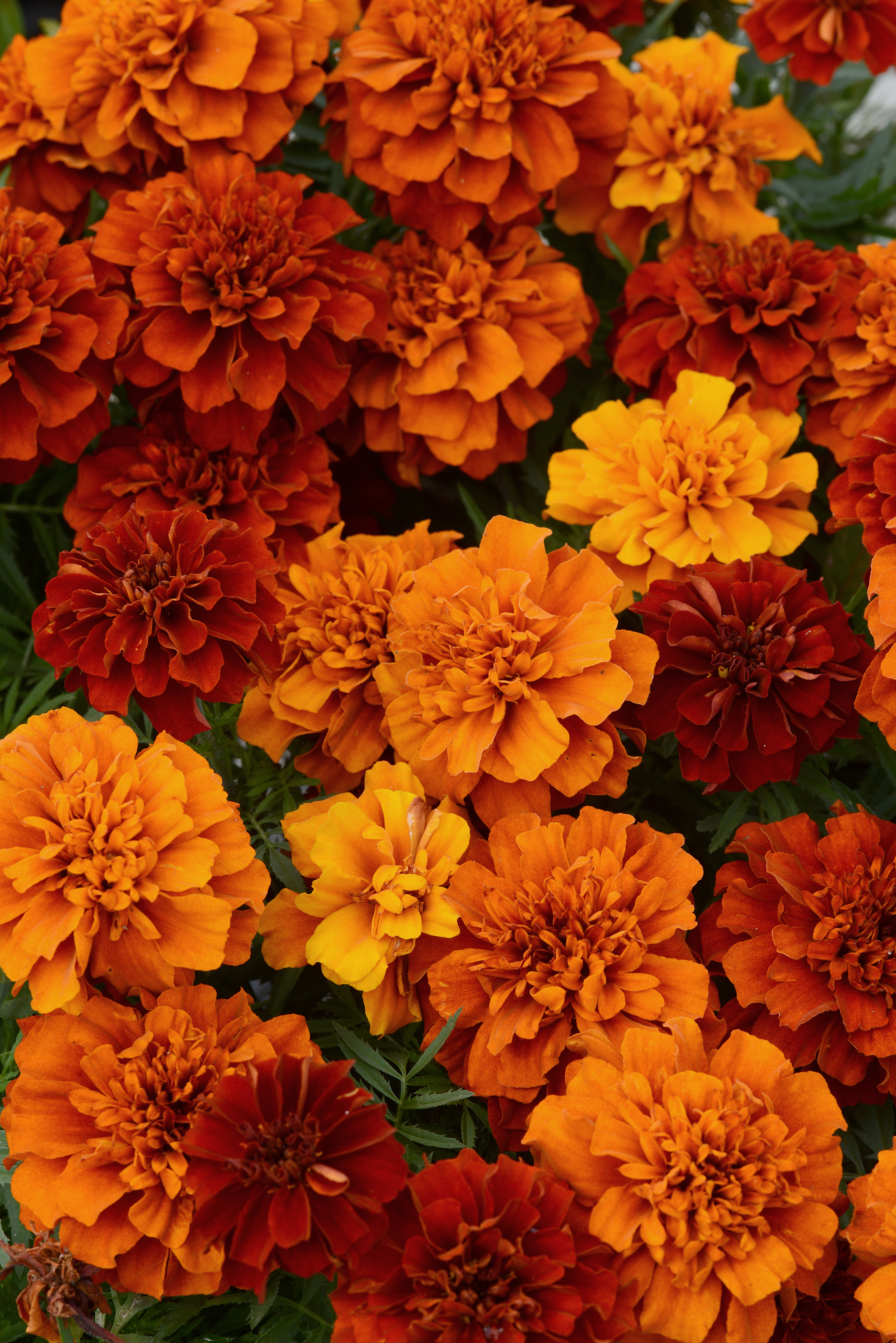 Tagetes patula Fireball