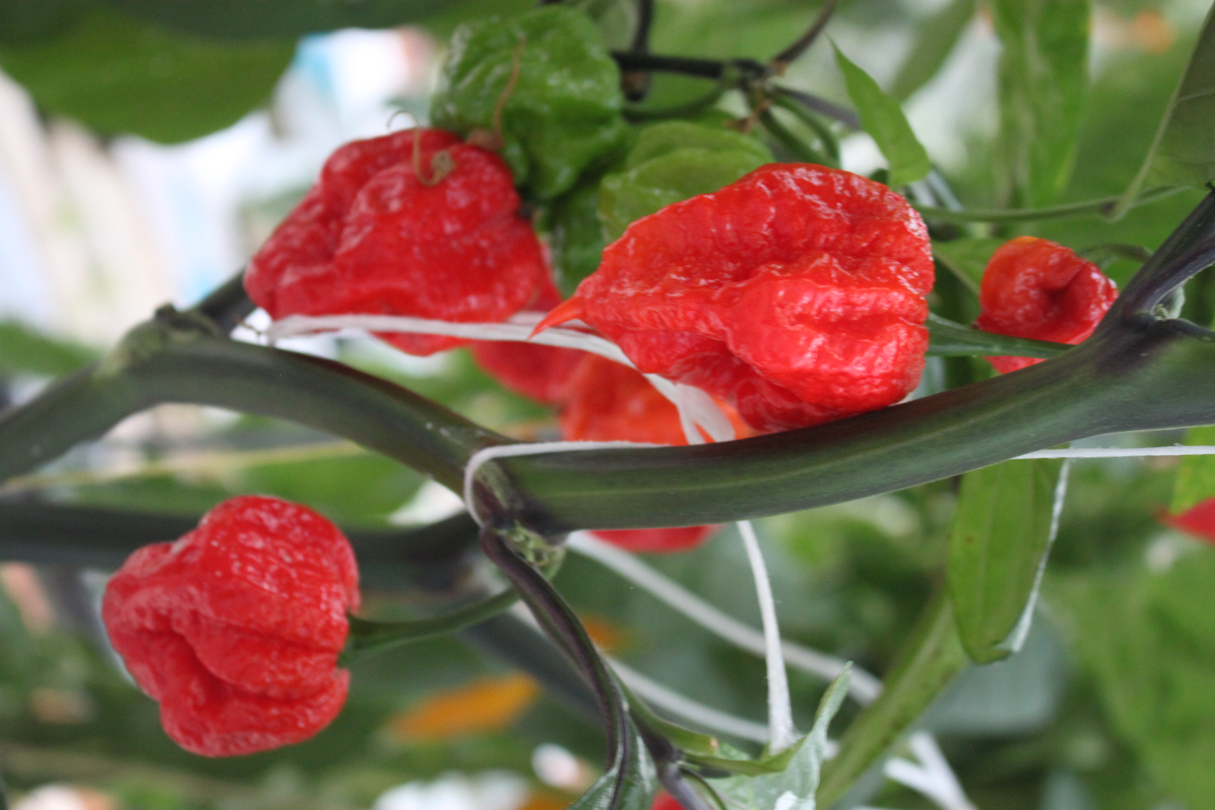 Capsicum Peperoni Carolina Reaper