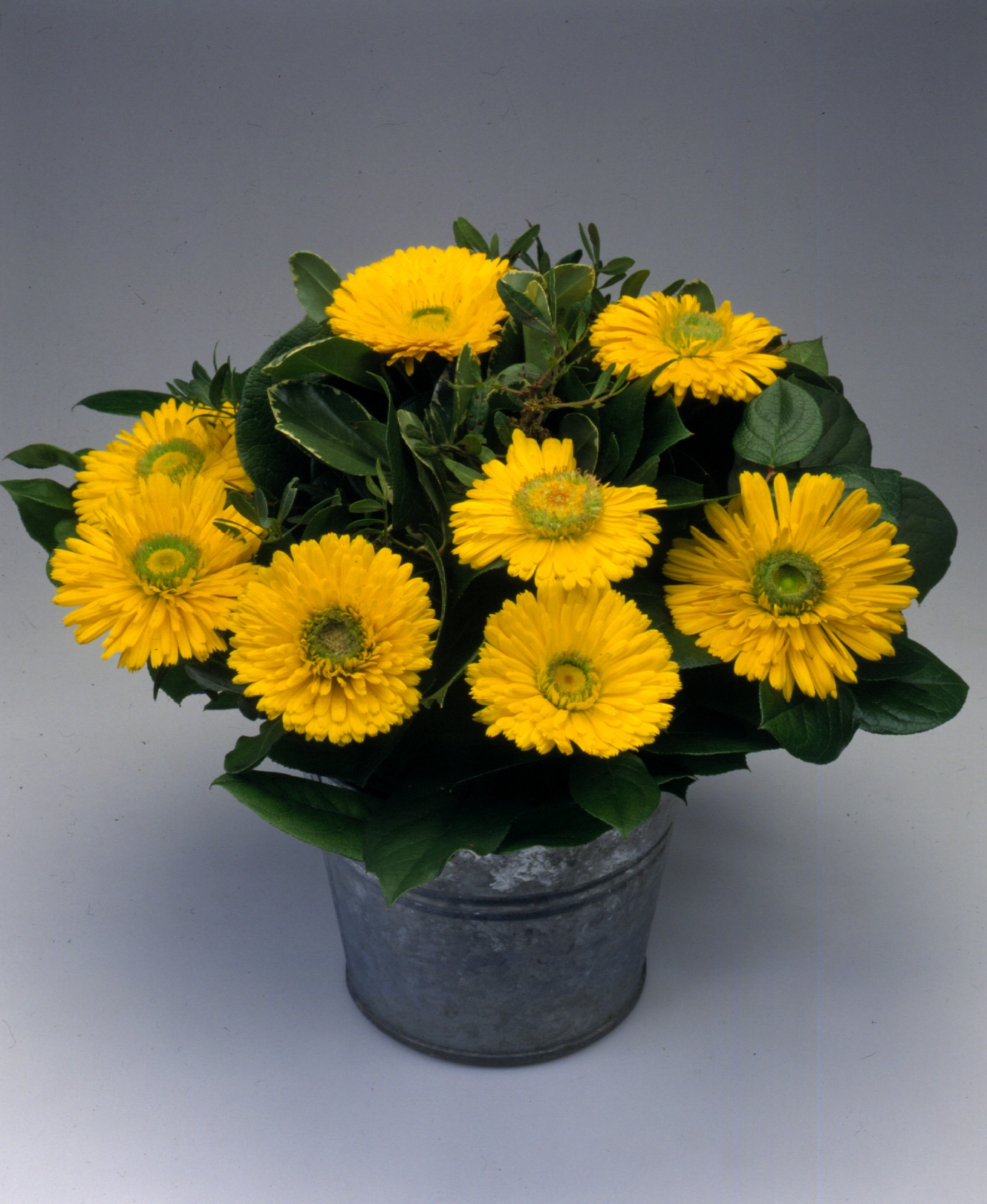 Calendula officinalis Greenheart Yellow