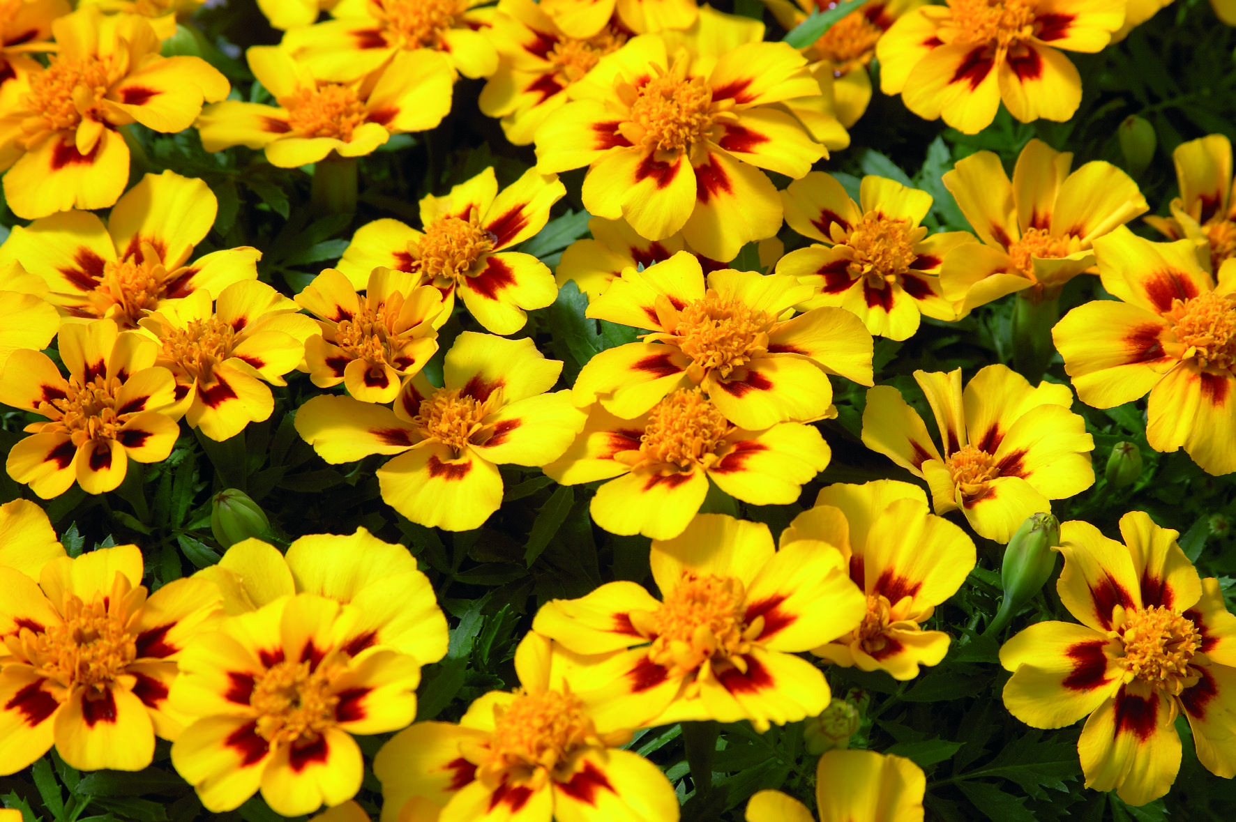 Tagetes patula Disco Marietta