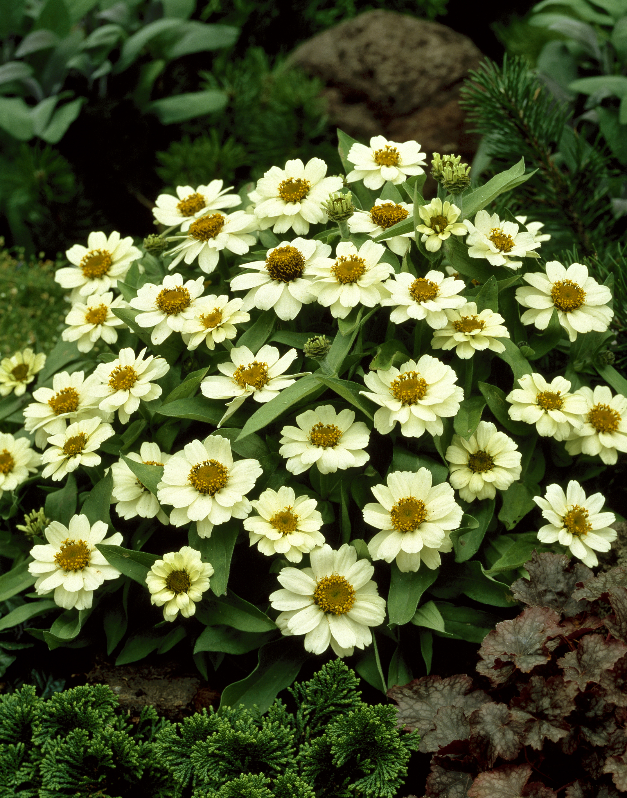 Zinnia angustifolia F1 Profusion Weiß