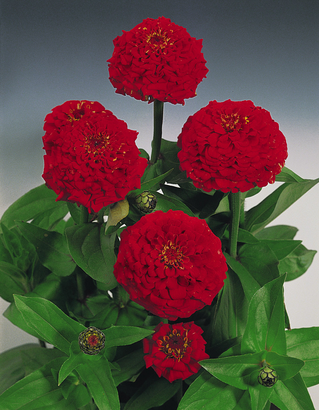 Zinnia elegans Oklahoma Scharlach