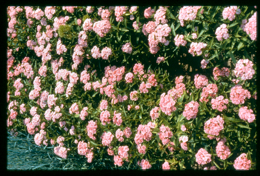 Dianthus barbatus Newport Pink